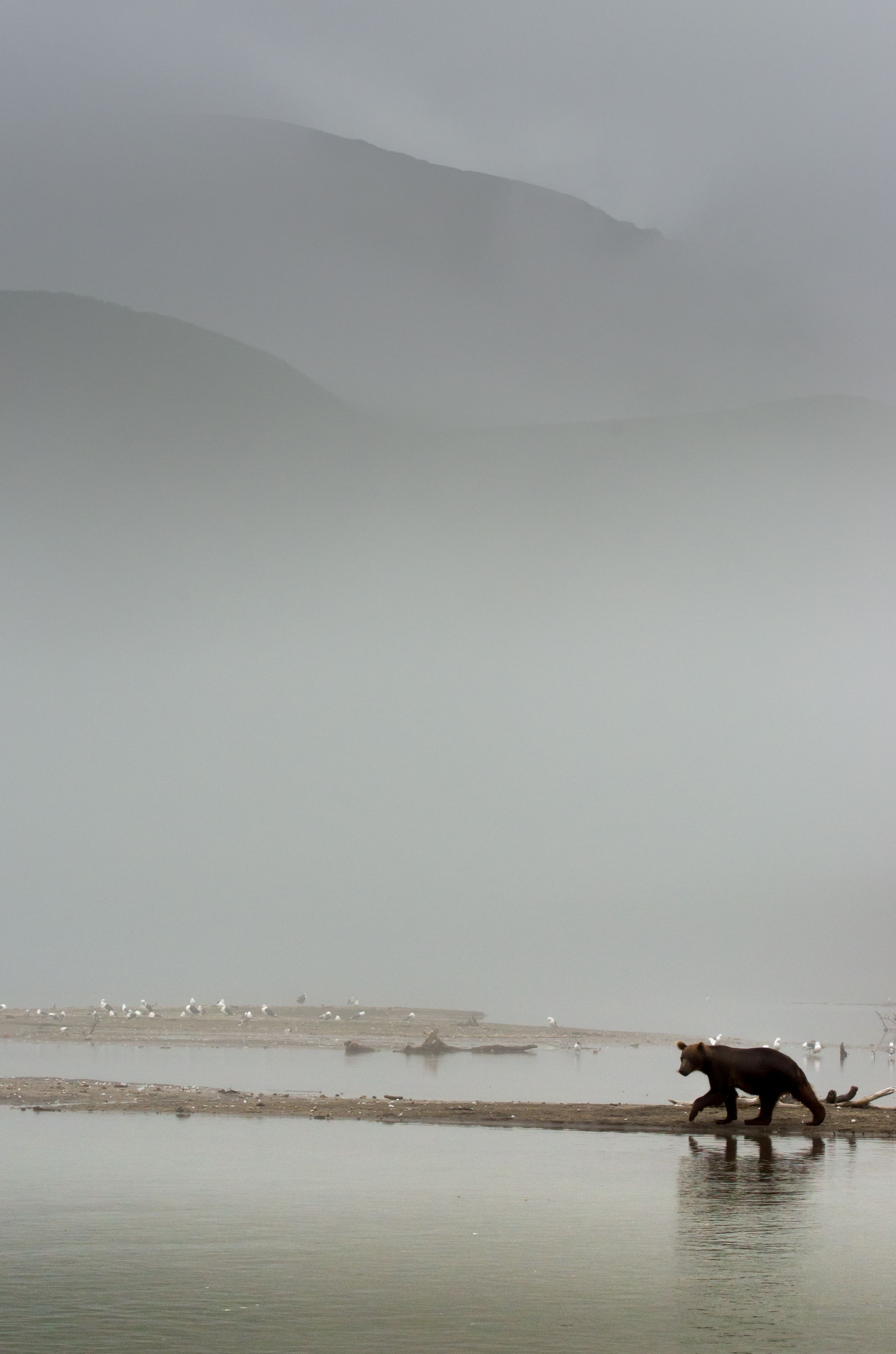 Туман, медведь, Камчатка, Курильское озеро, Максим Ушаков