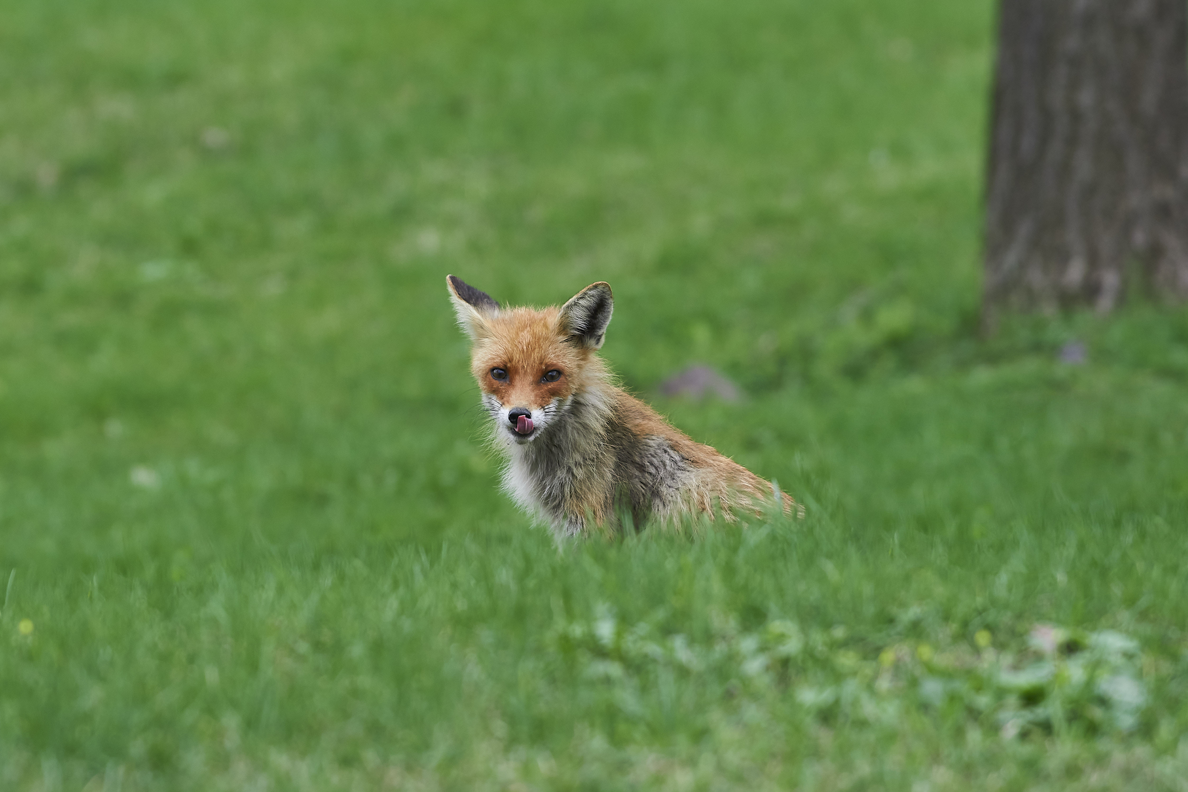 Vulpes vulpes, volgograd, russia, wildlife, mammals, red fox, fox,, Сторчилов Павел