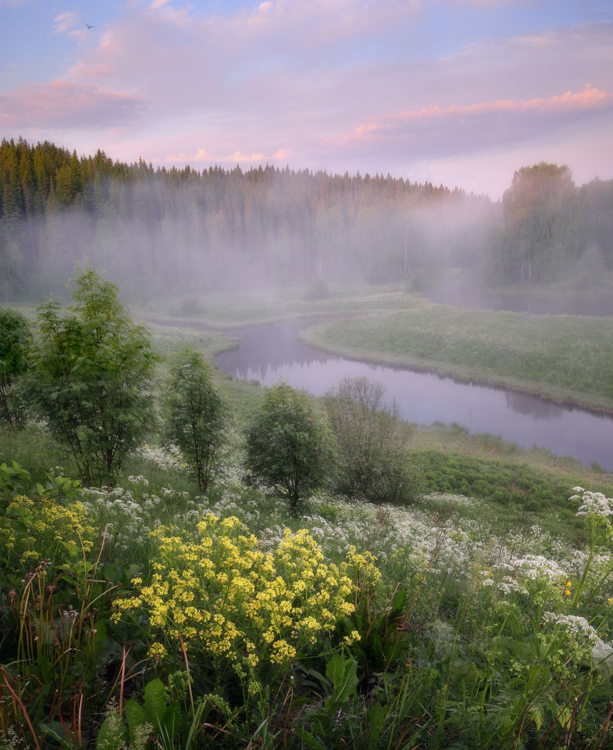утро цветы рассвет туман река, Сергей Буторин
