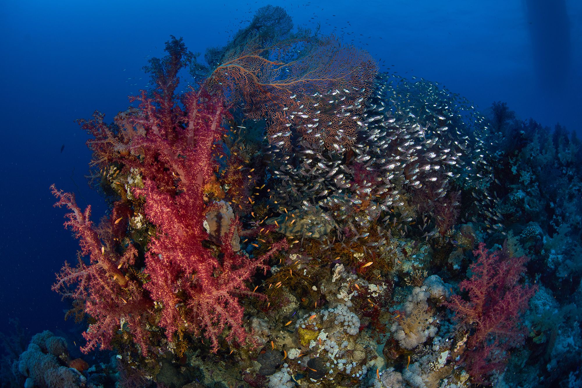 коралловый риф, риф, красное море, подводная фотография, дайвинг, PEREPECHAEV PAVEL