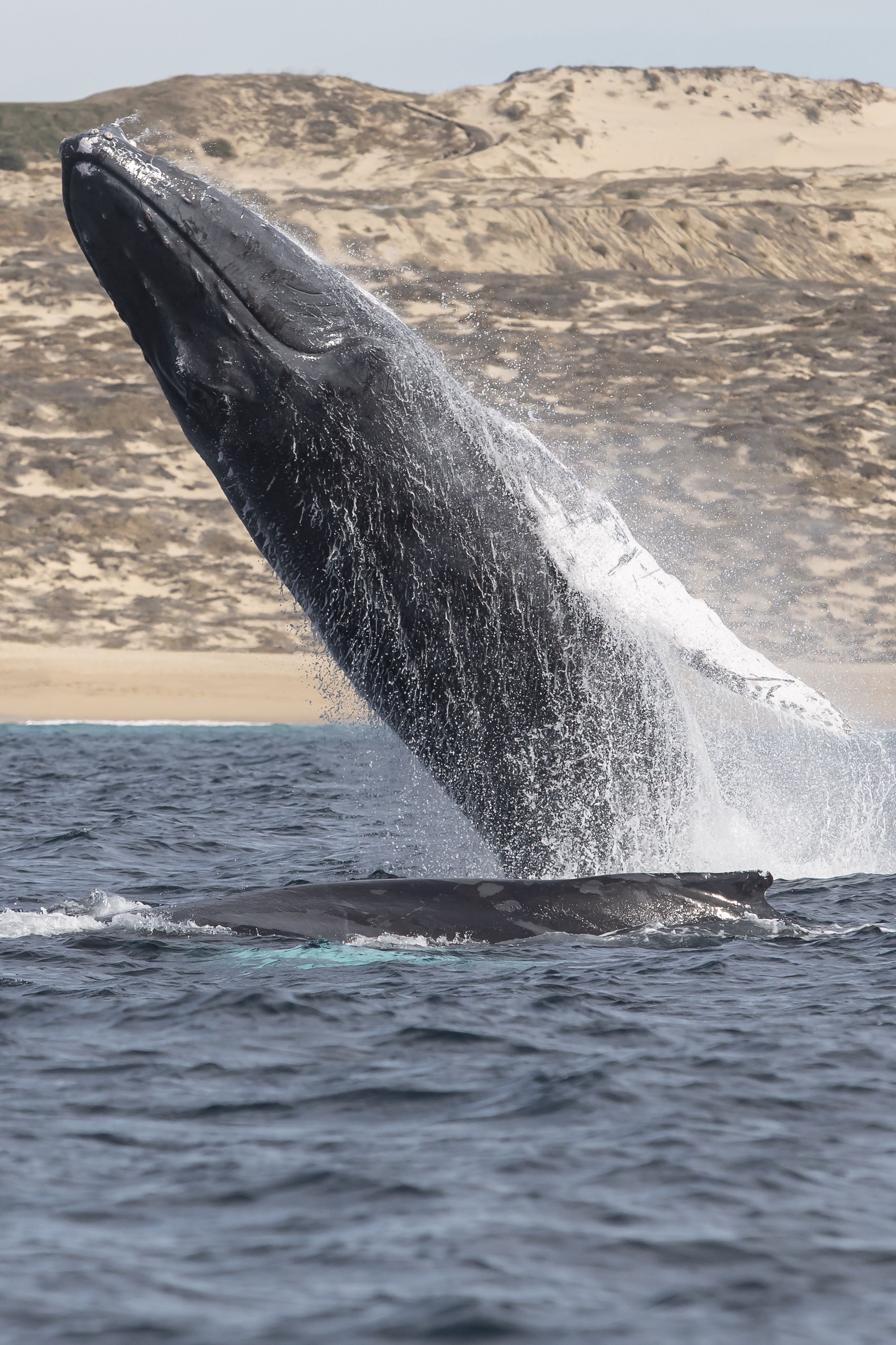 Humpback Whale, Wild Life, Baja California Sur, Pacific Ocean, Ballena Jorobada, Oceano Pacifico , Fernando Castillo