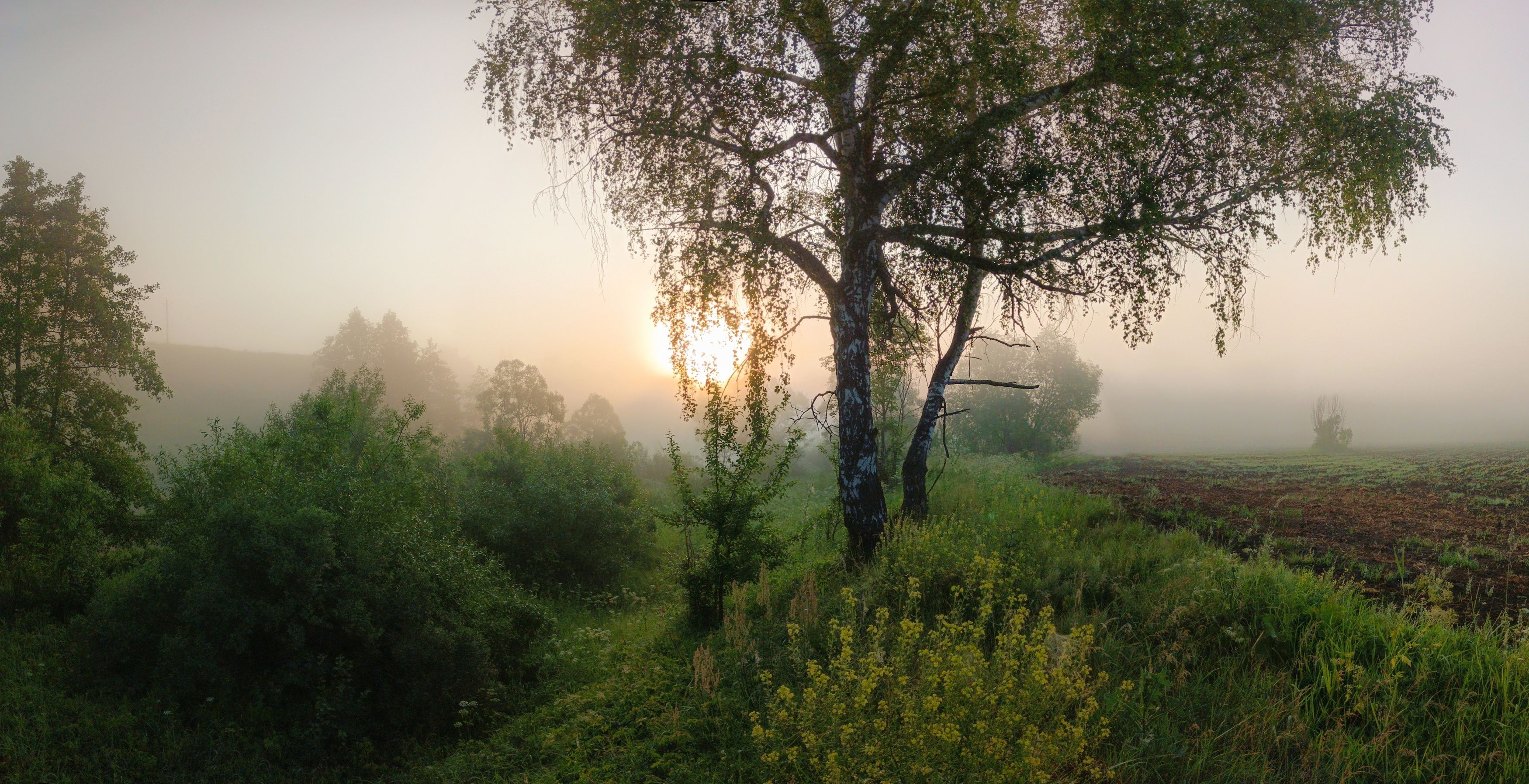, Светлана Кондрашова