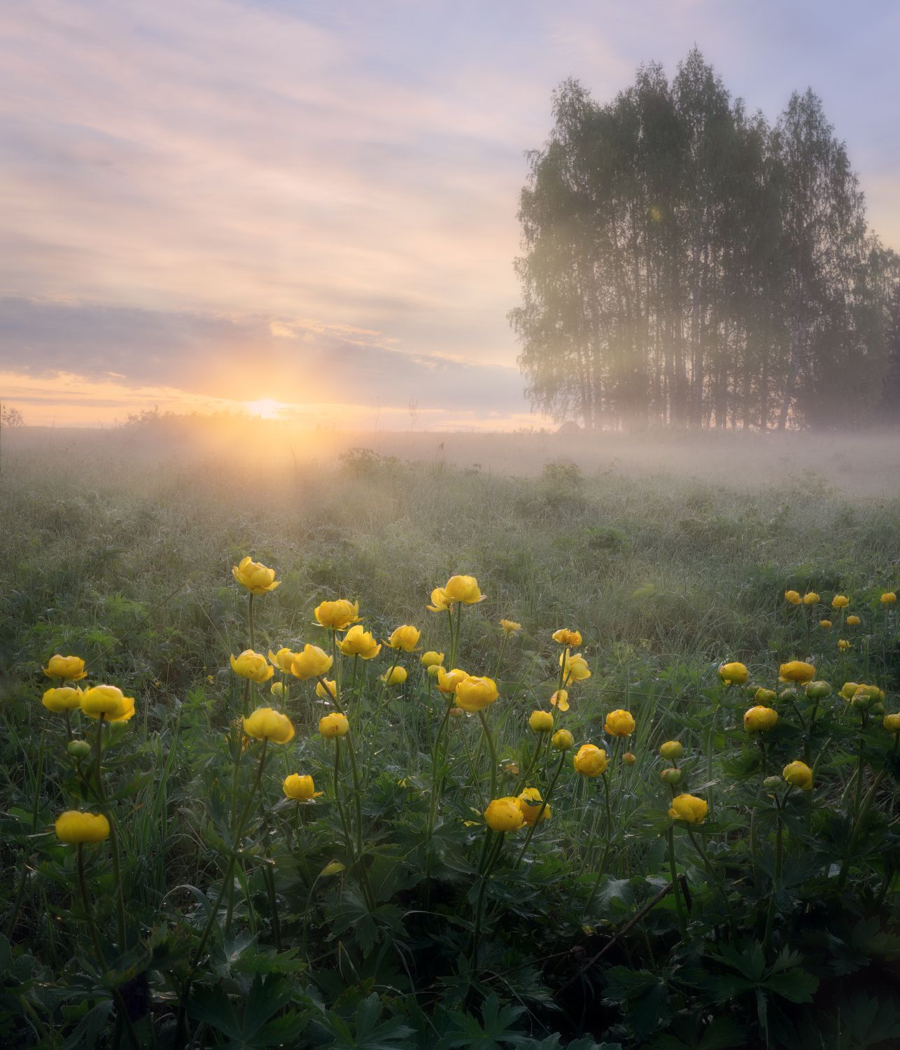 утро туман солнце рассвет цветы лучи, Сергей Буторин