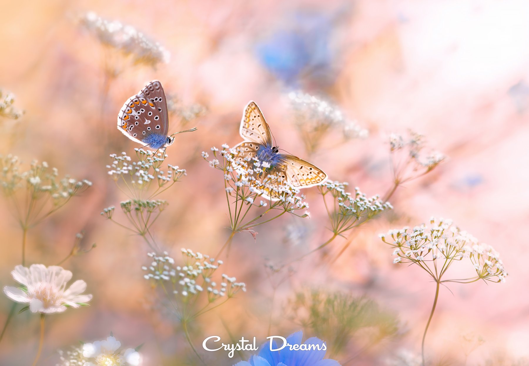 Butterfly, Color, Crystal Dreams, Flower, Macro, Meadow, Nature, Summer, Татьяна Крылова