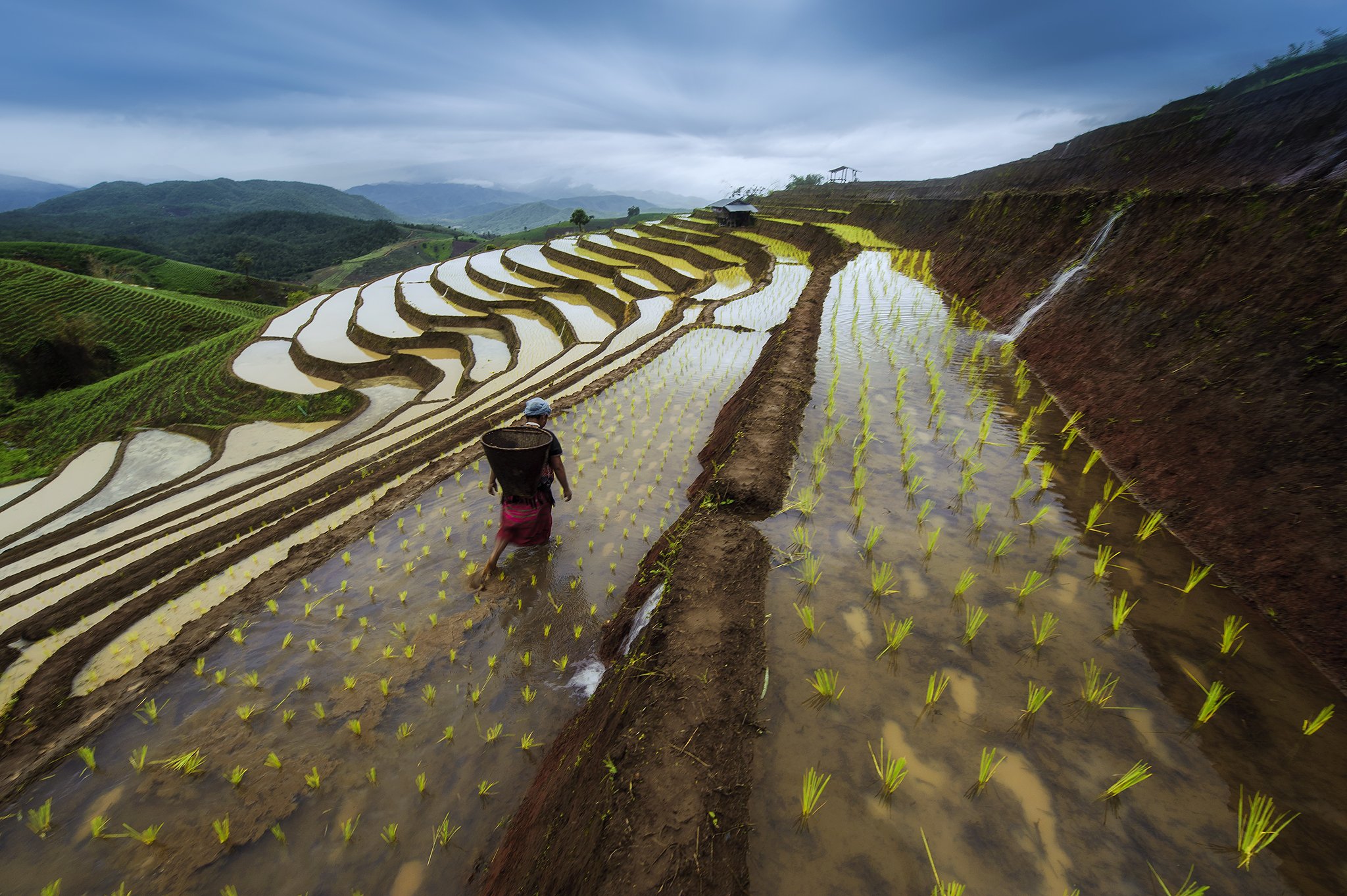Asia, Asian, Blue, Clouds, Culture, Field, Green, Paddy, People, Rice, Sky, Terraces rice field, Saravut Whanset
