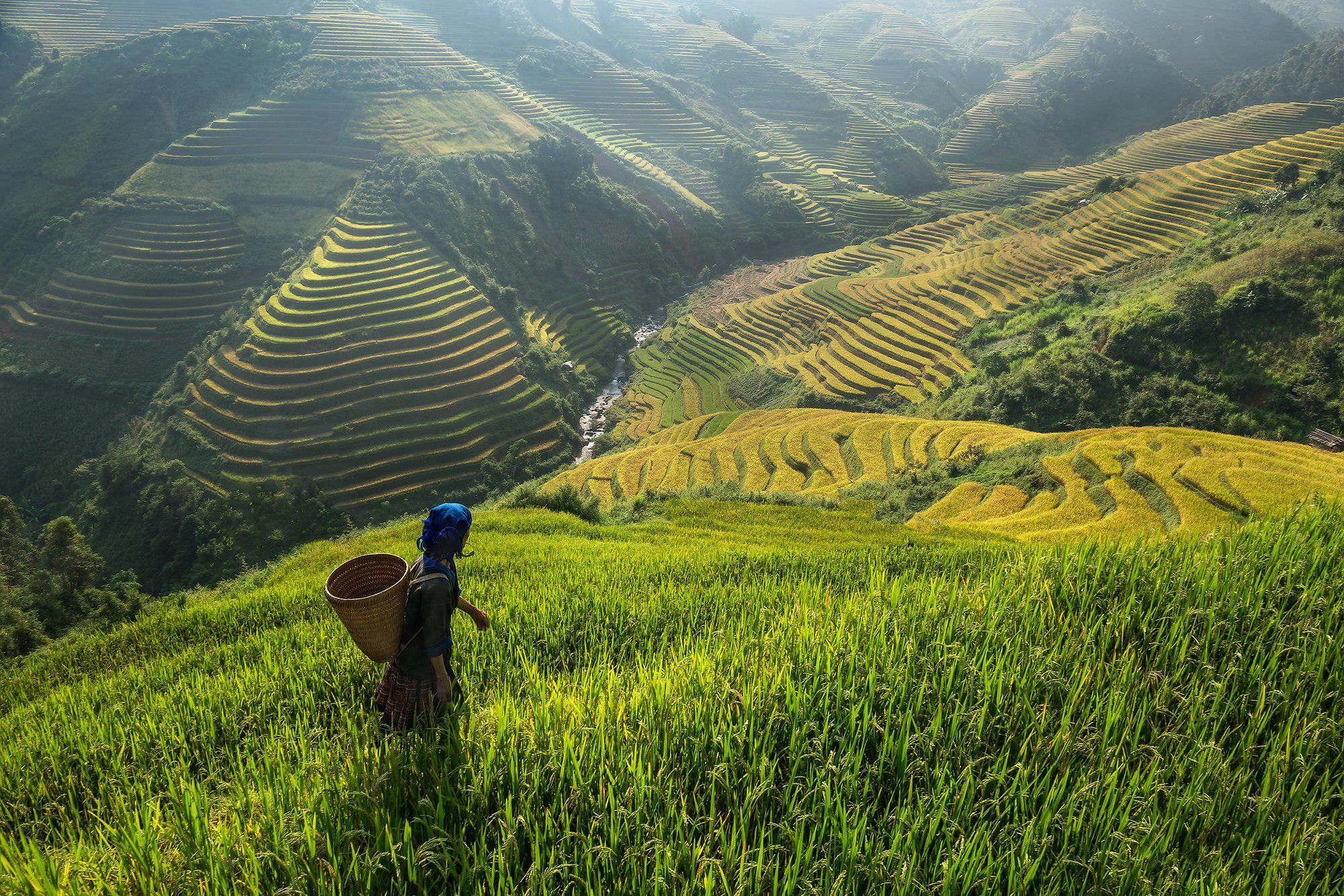 keepwalkin,vietnamh,rice,homeAdult, Adults Only, Agriculture, Color Image, Day, Distant, Grass, Horizontal, Nature, North Vietnam, One Person, Outdoors, People, Photography, Rice Paddy, Terraced Field, Vietnam, Walking, sarawut intarob
