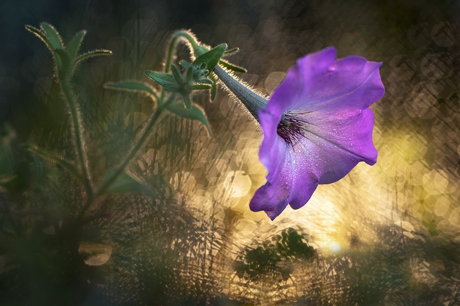 Flower, sunrise, purple, Budi Gunawan