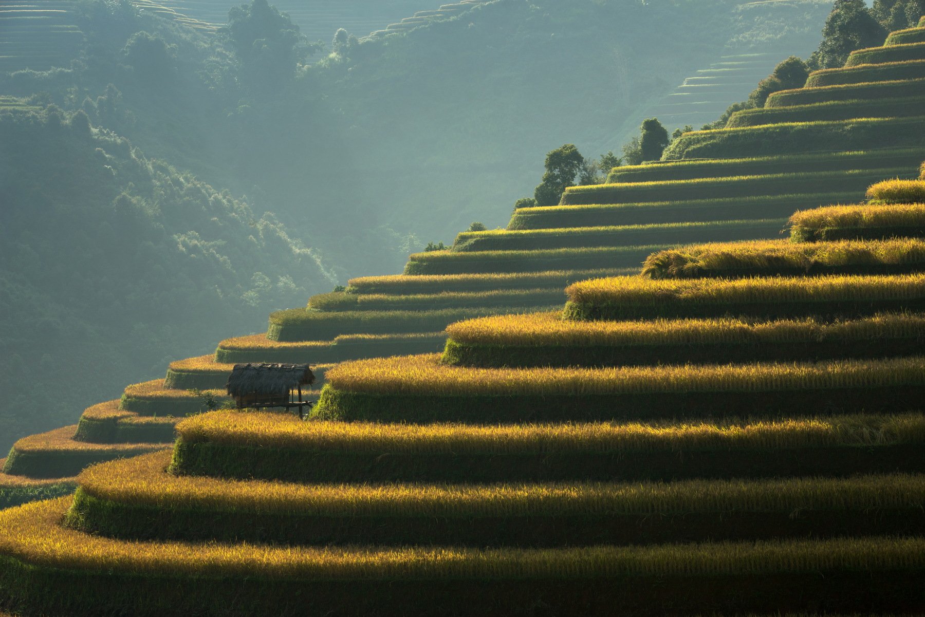 Beauty In Nature, Color Image, Field, Green Color, Horizontal, Land, Layered, Mountain, Nature, No People, Outdoors, Photography, Rice Paddy, Rural Scene, Sunlight, Terraced Field, Tranquil Scene, Vietnam, sarawut intarob