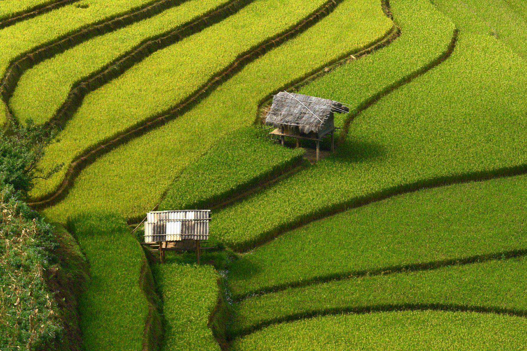 Rice Paddy, River, Vietnam, Natural Pattern, Agriculture, Built Structure, Color Image, Day, Freshness, Green Color, High Angle View, Horizontal, Hut, Lush Foliage, Nature, No People, Outdoors, Photography, Terraced Field, Tree, sarawut intarob