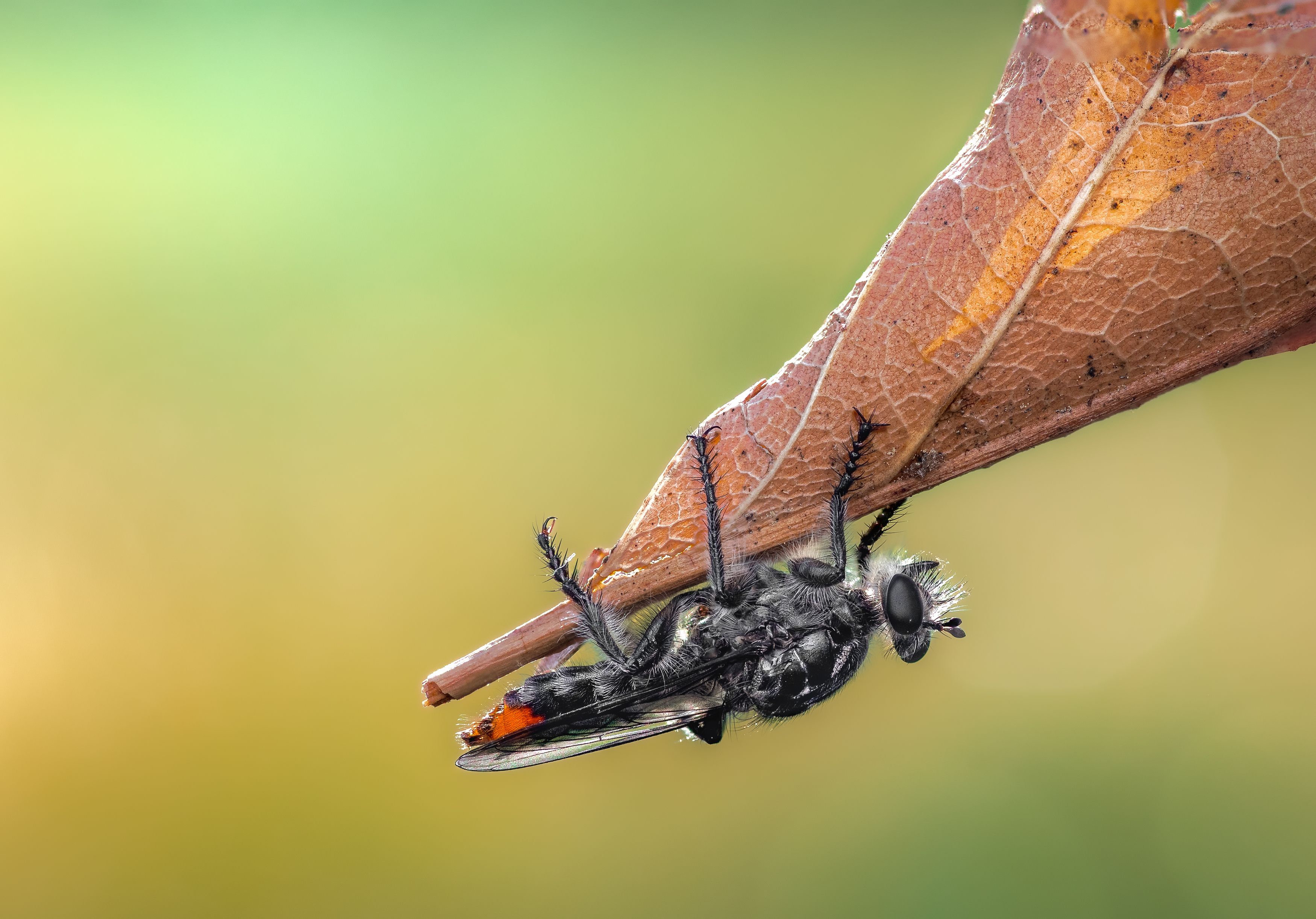 fly, insect, leaf, tiger fly, macro, bug, nature wild, robber fly, robber, leaf, Atul Saluja