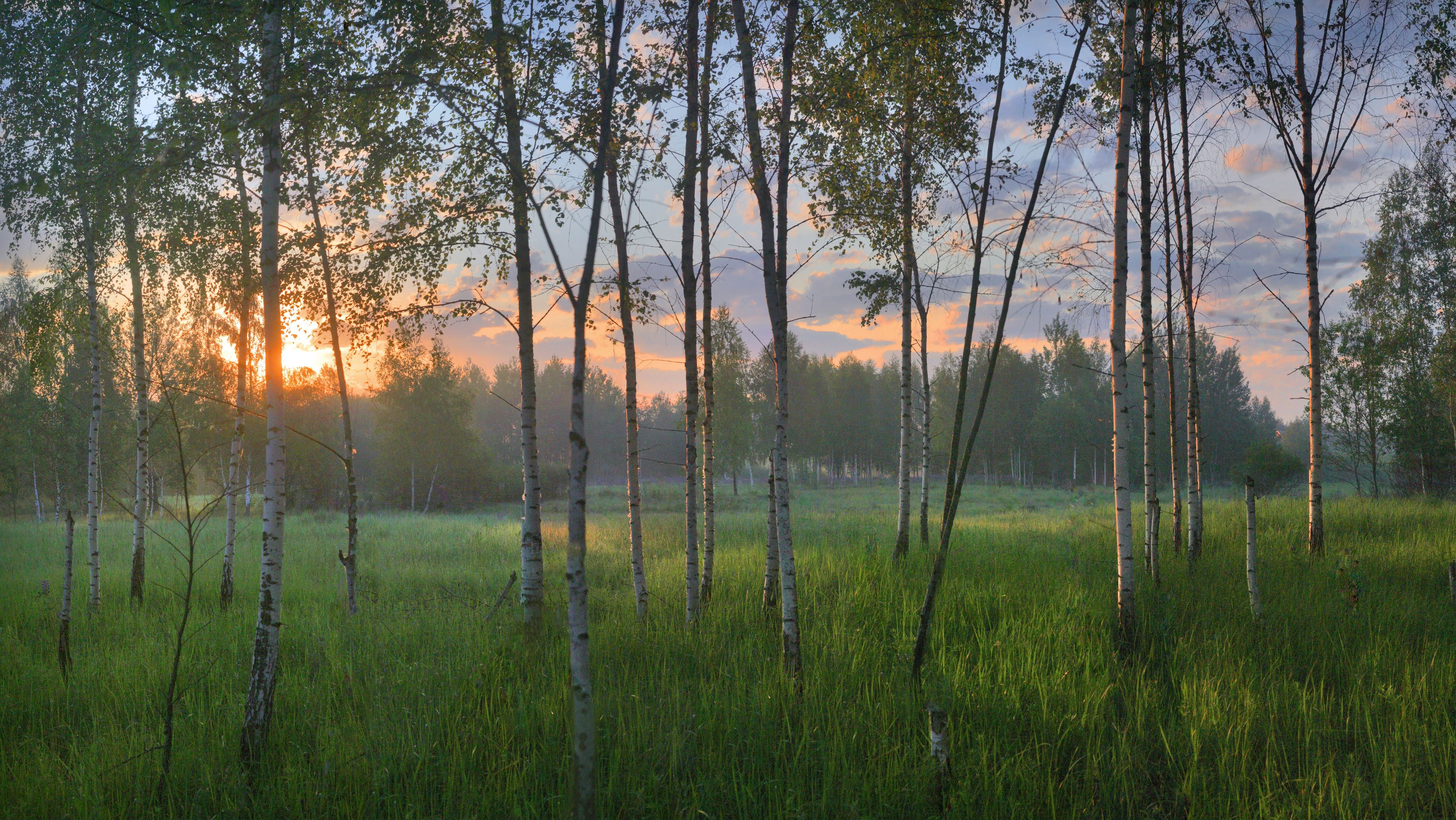 лес , утро, лето, Александр Свистков