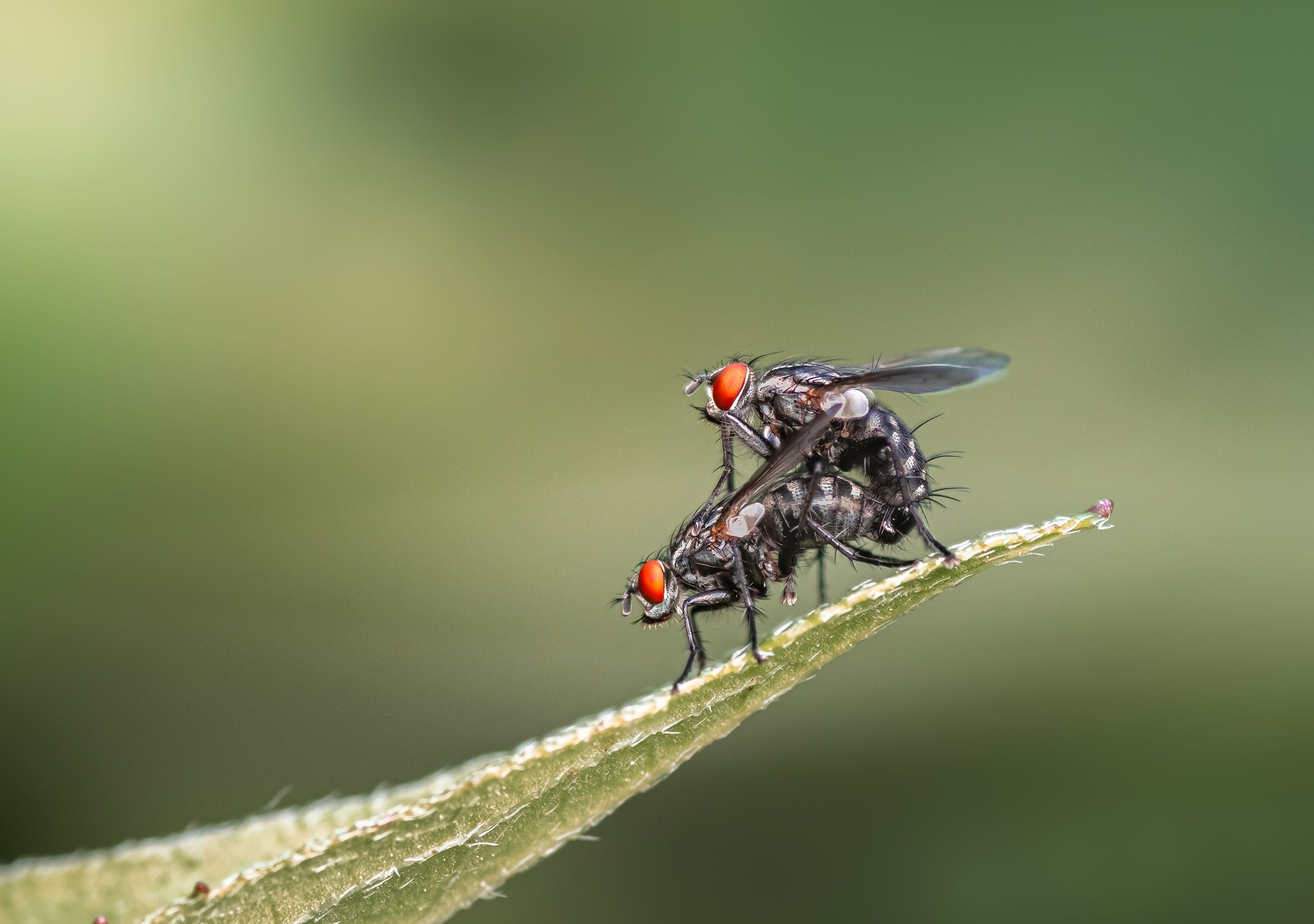 fly, insect, leaf, tiger fly, macro, bug, nature wild, robber fly, robber, leaf, mating,, Atul Saluja