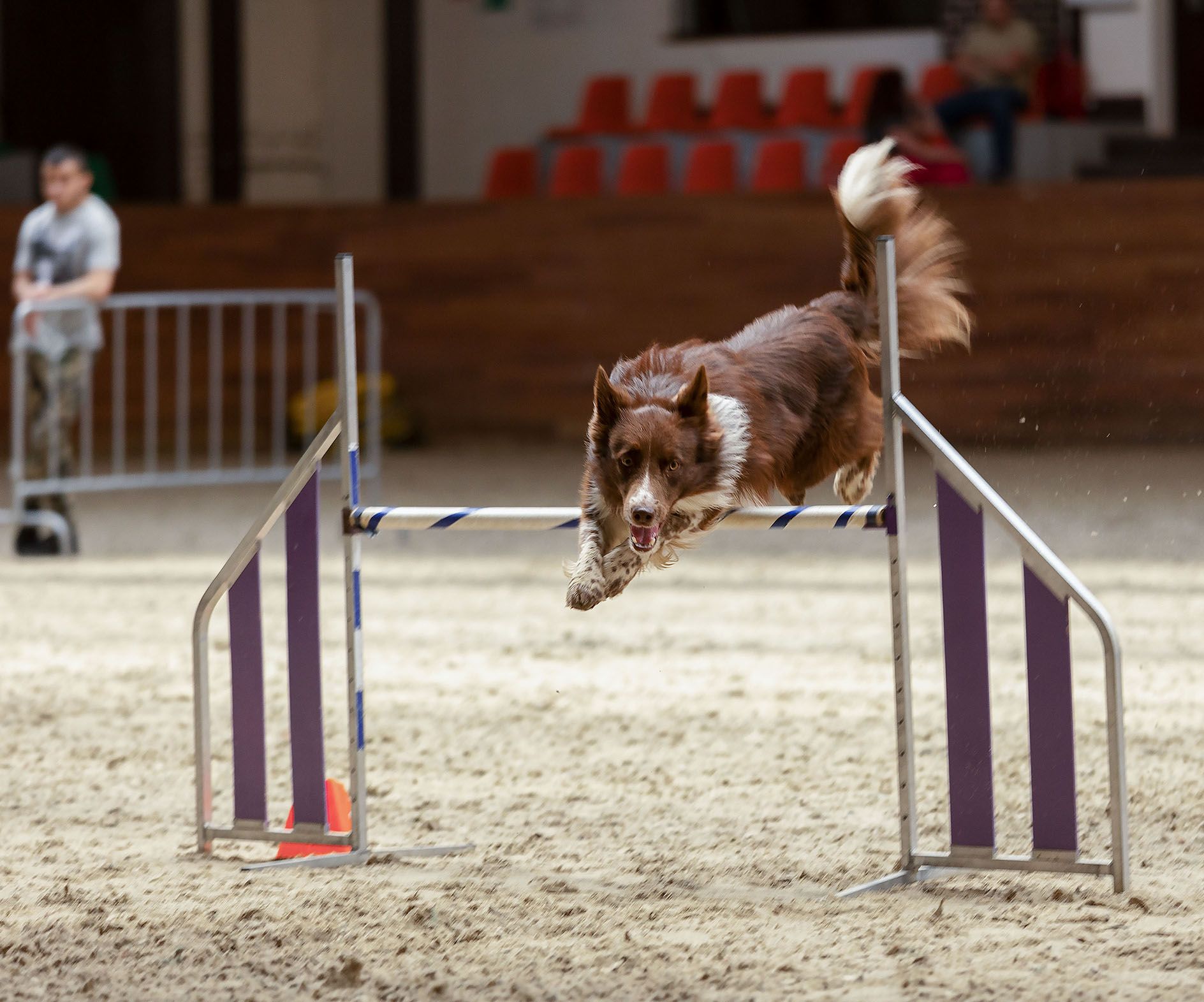 собака, спорт, аджилити, соревнования, прыжок, dog, competition, jump, sport, Стукалова Юлия