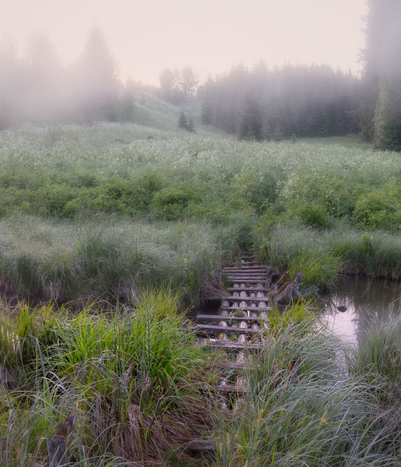 мостик туман утро рассвет ручей трава, Сергей Буторин