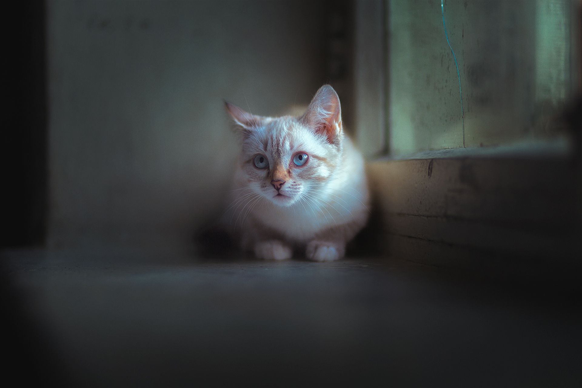 кошки  животные, Холудеев Виктор