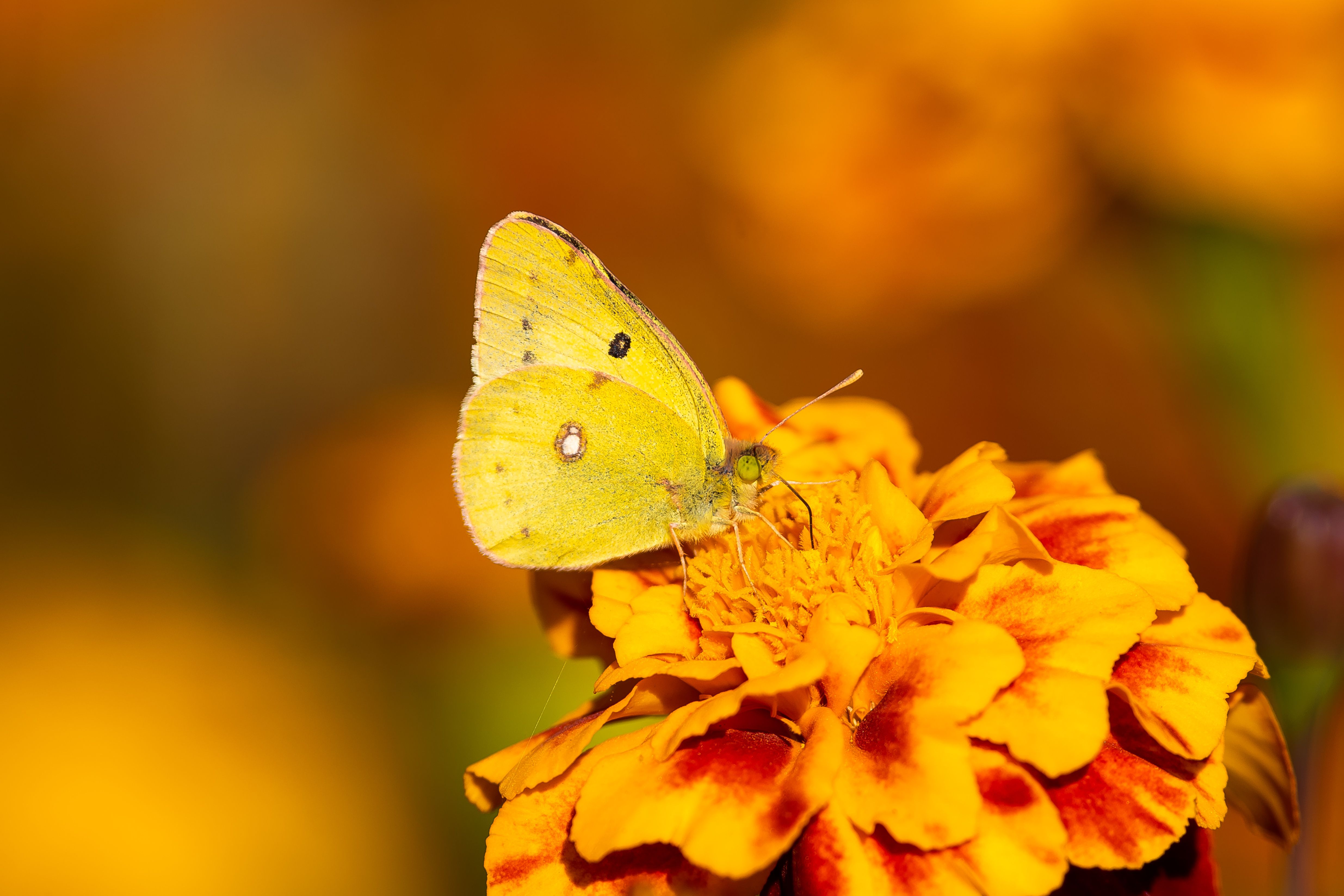 Colias erate, buttefly, volgograd, russia, wildlife,, Сторчилов Павел