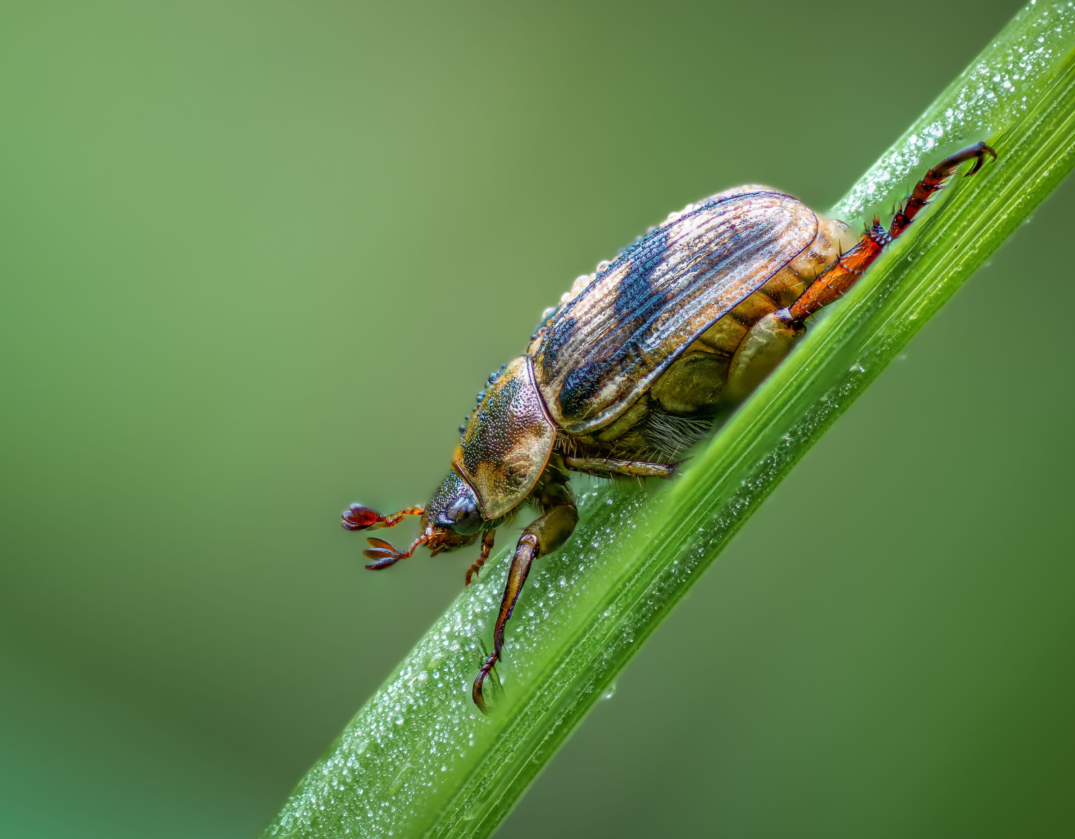 beetle, insect, fall, autumn, stink bug, macro, leaves, season, seasons, camouflage, camouflaged, leaf, oriental beetle, Atul Saluja