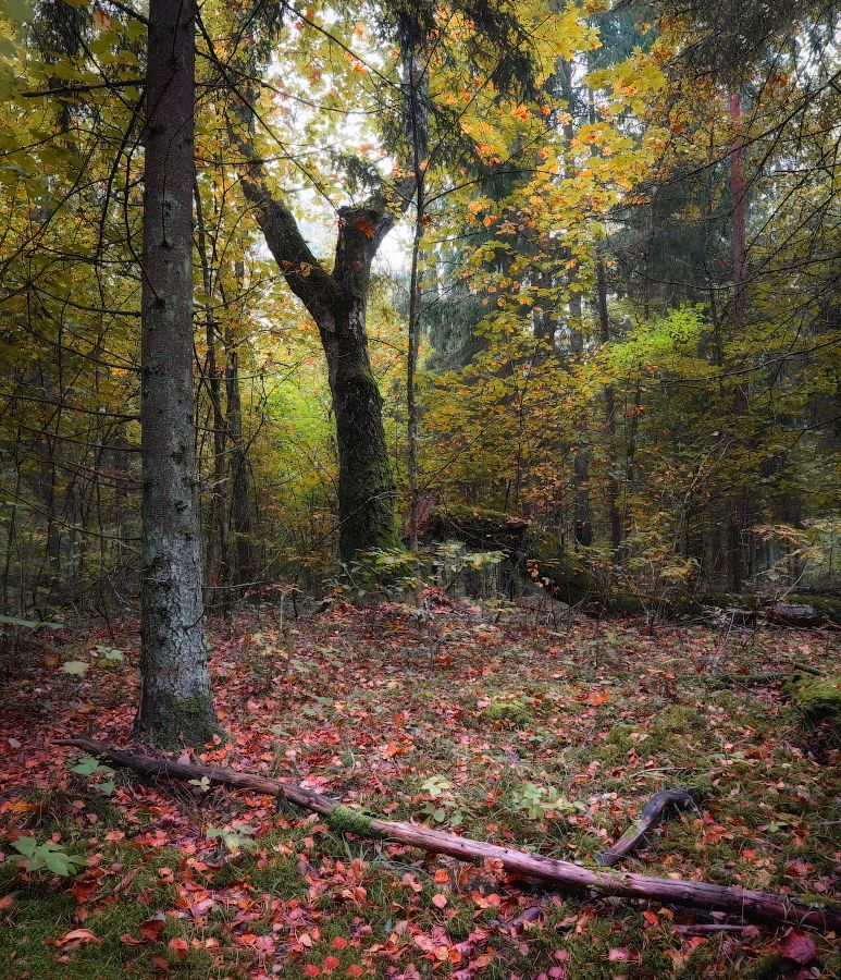 лес, деревья,, Сергей Шабуневич