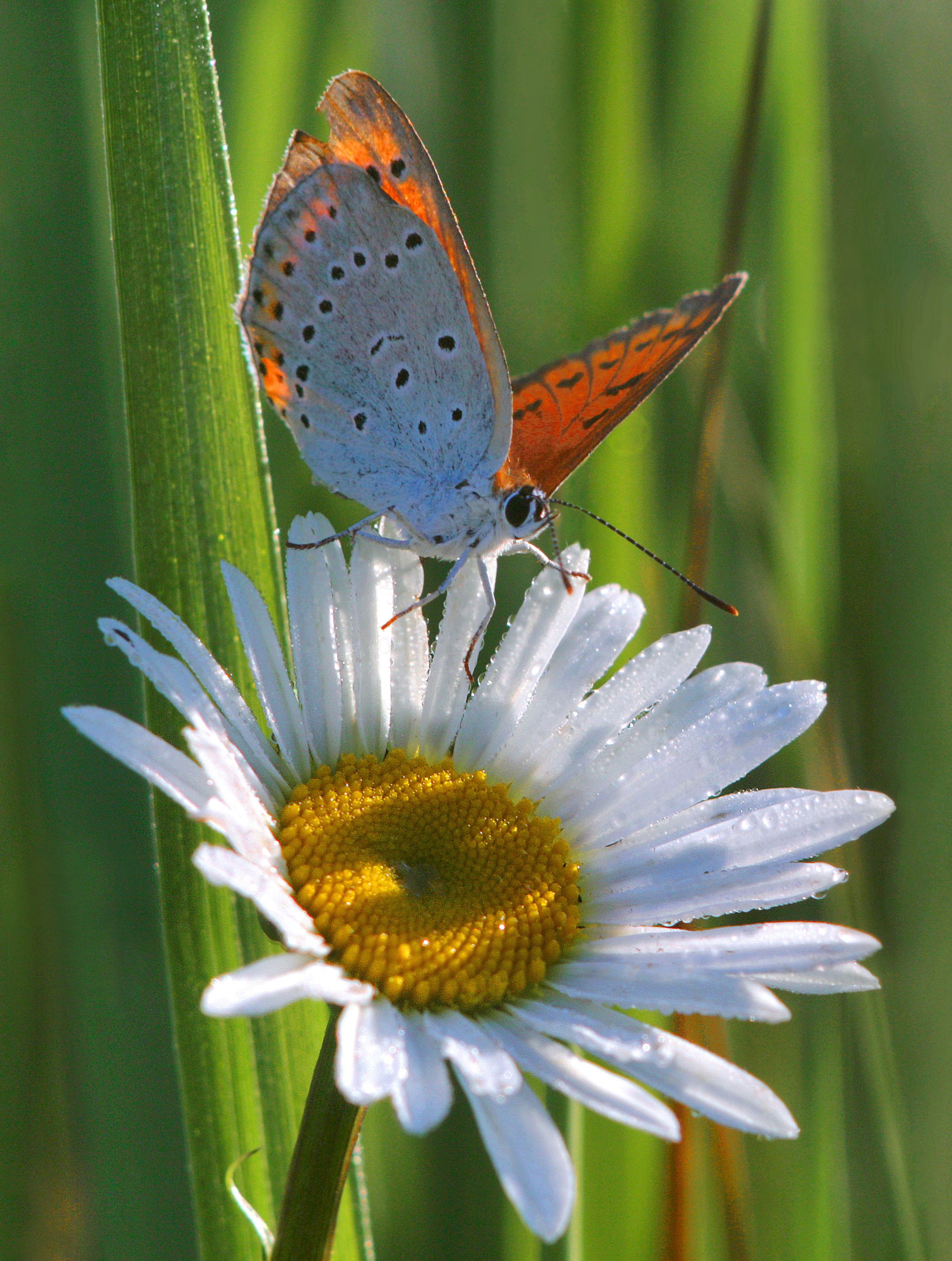 утро, цветок, бабочка, Александр Свистков