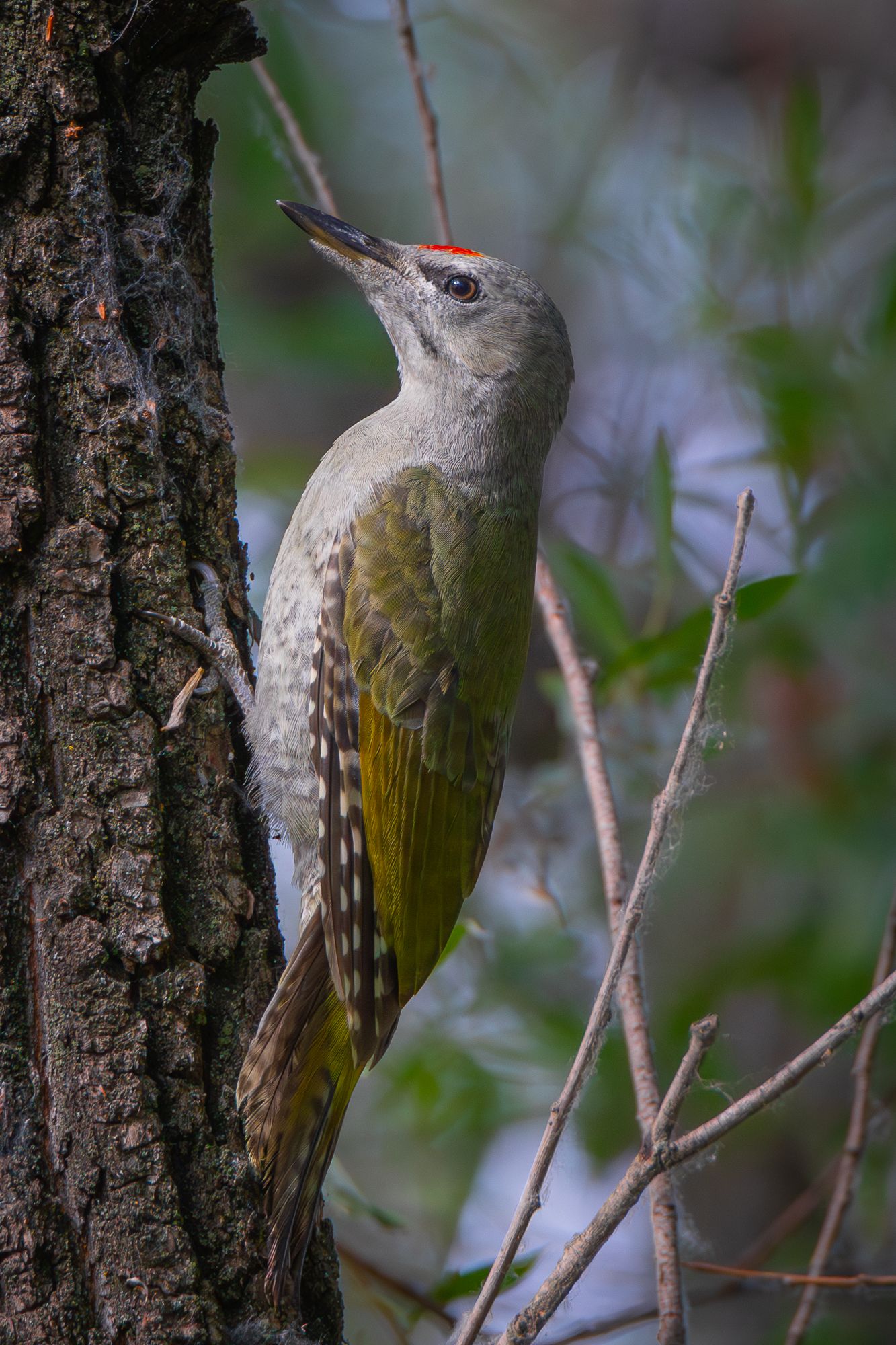 седой дятел woodpecker gray-headed woodpecker, Гильманов Артур