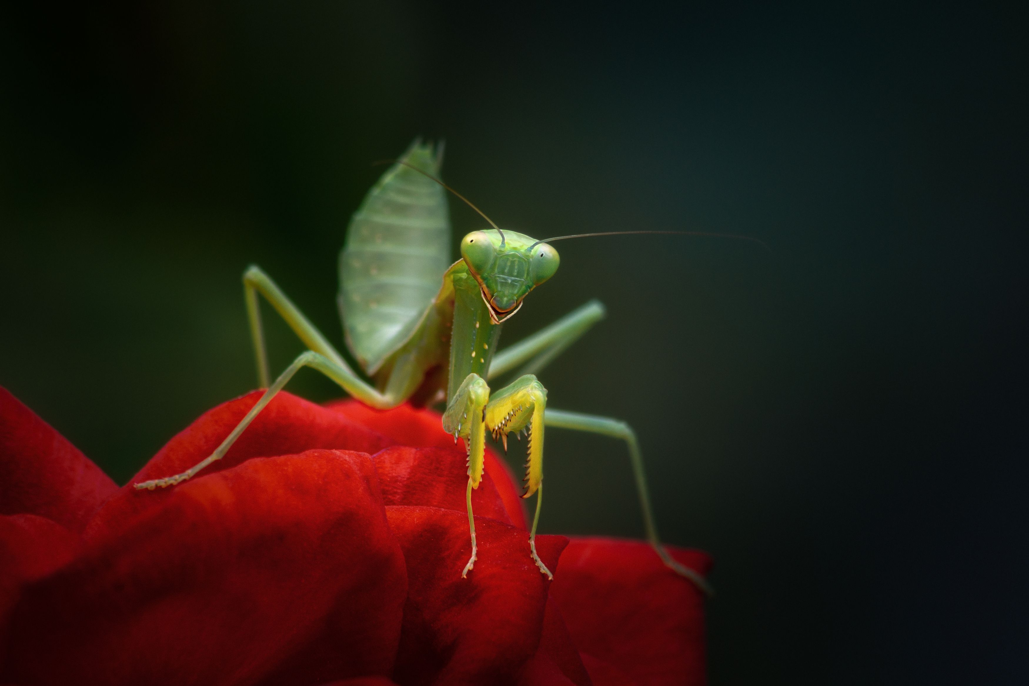 богомол роза лето взгляд глаза макрофотография насекомые природа, Еремеев Дмитрий