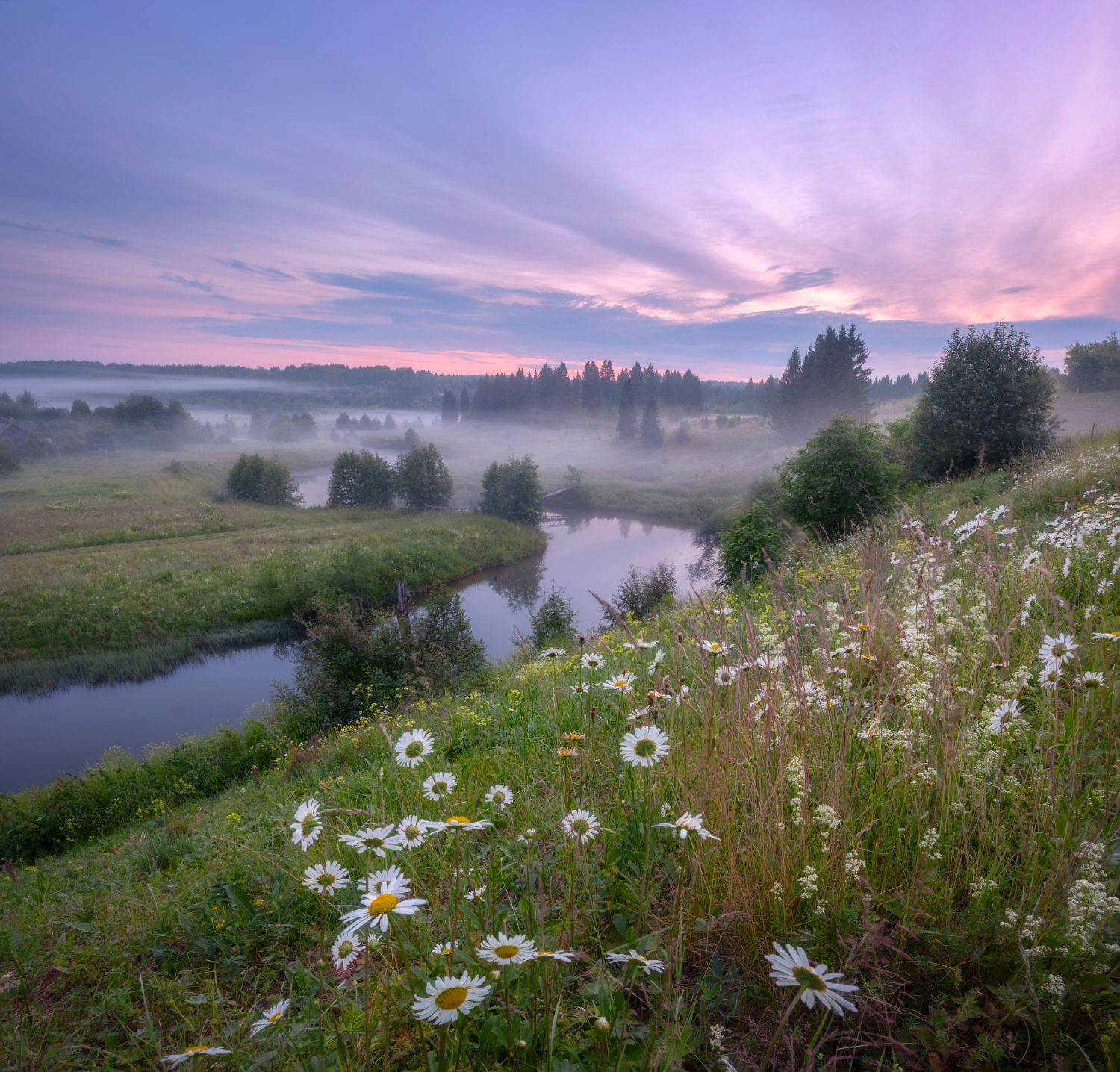 утро июль рассвет ромашки река туман, Сергей Буторин