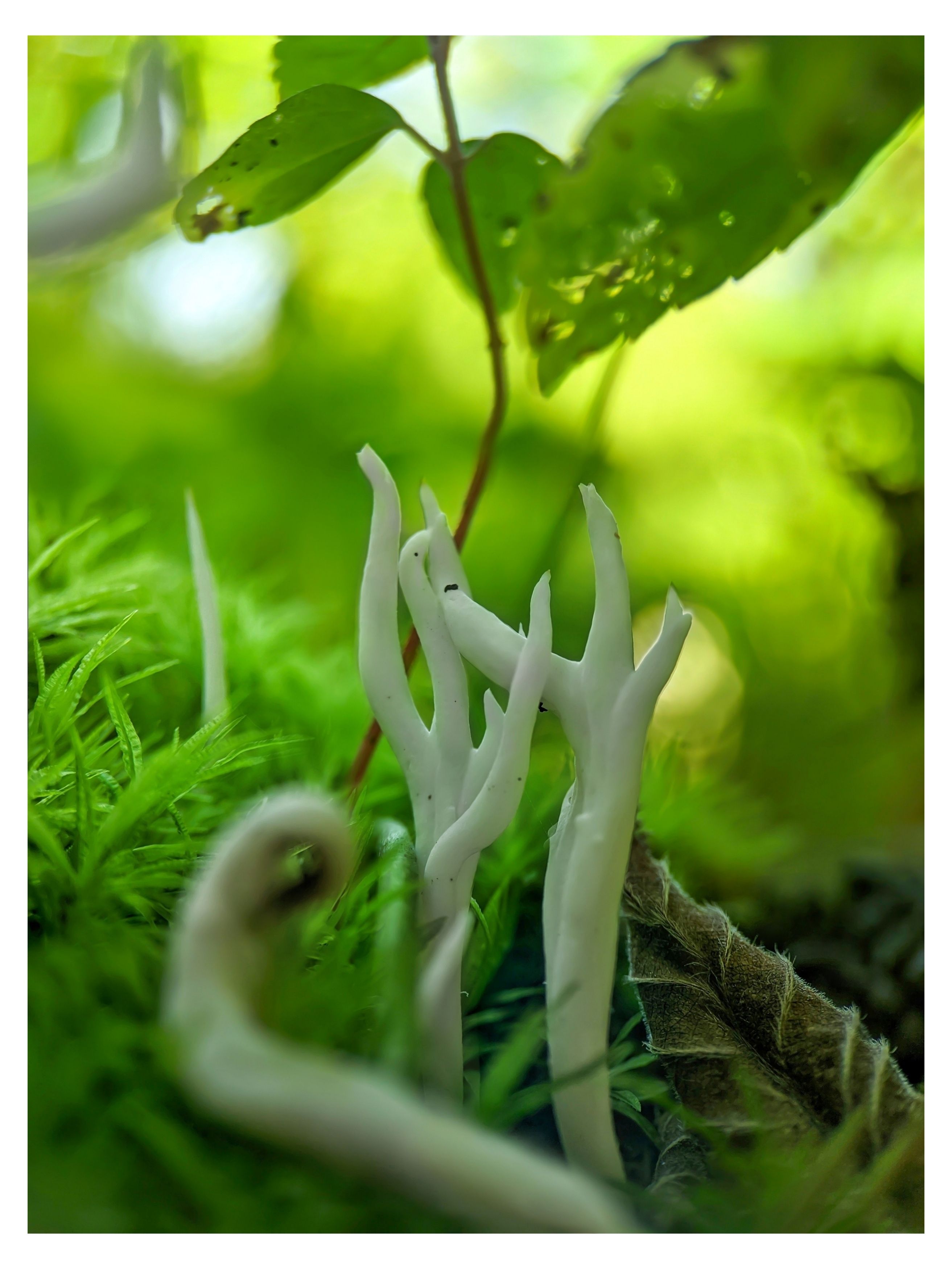 #xiaomi, , #mobilephotography, #macro, #mushroom, #fungi, #nature, #pilze, #гриб, #wild, Rati Qvaraia