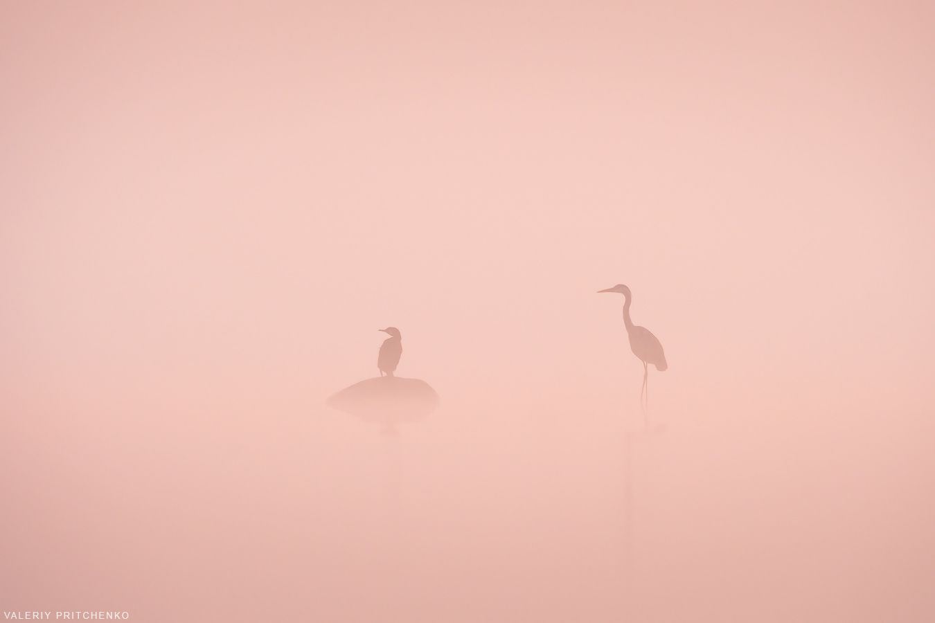 природа, пейзаж, птицы, утро, туман, landscape, nature, fog, sunrise, calm, birds, Валерий Притченко