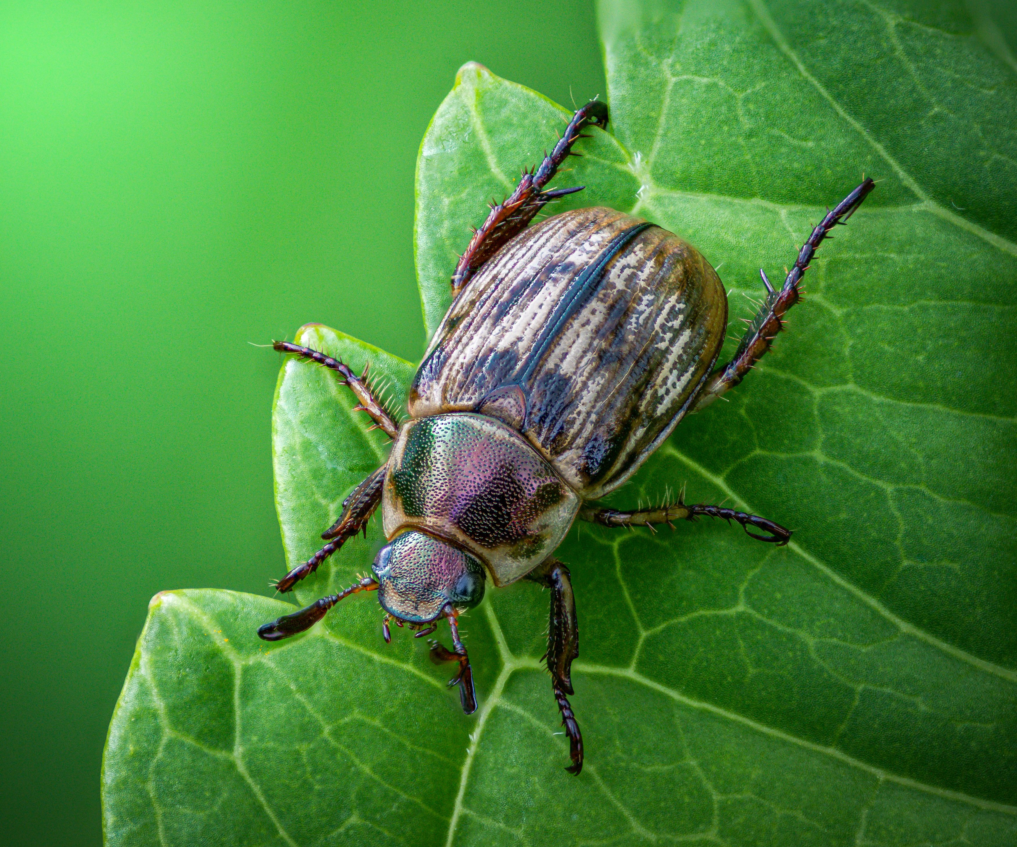 oriental beetle, beetle, insect, fall, autumn, stink bug, macro, leaves, season, seasons, camouflage, camouflaged,, Atul Saluja
