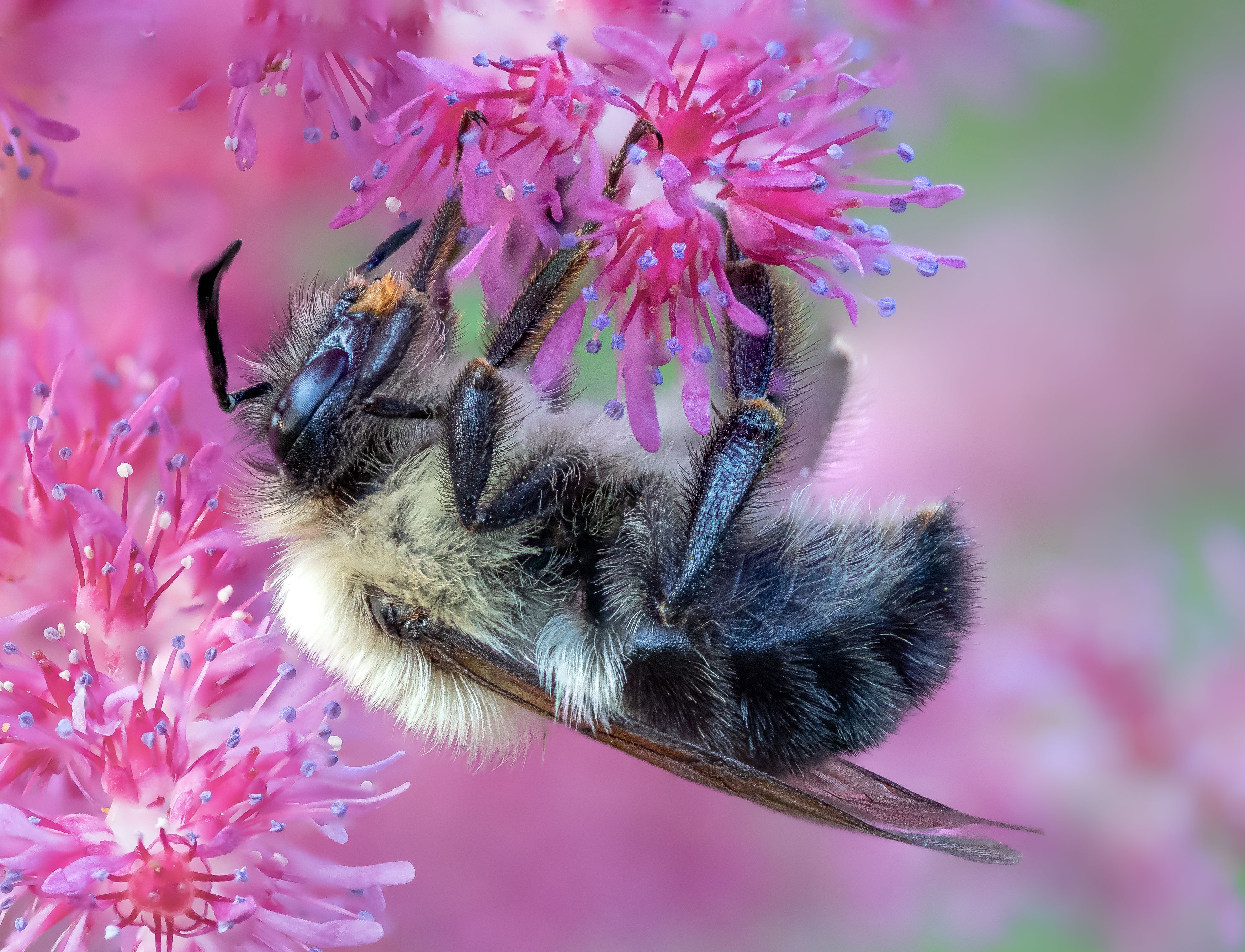 bee, insect, morning, macro, closeup, bumblebee, Atul Saluja