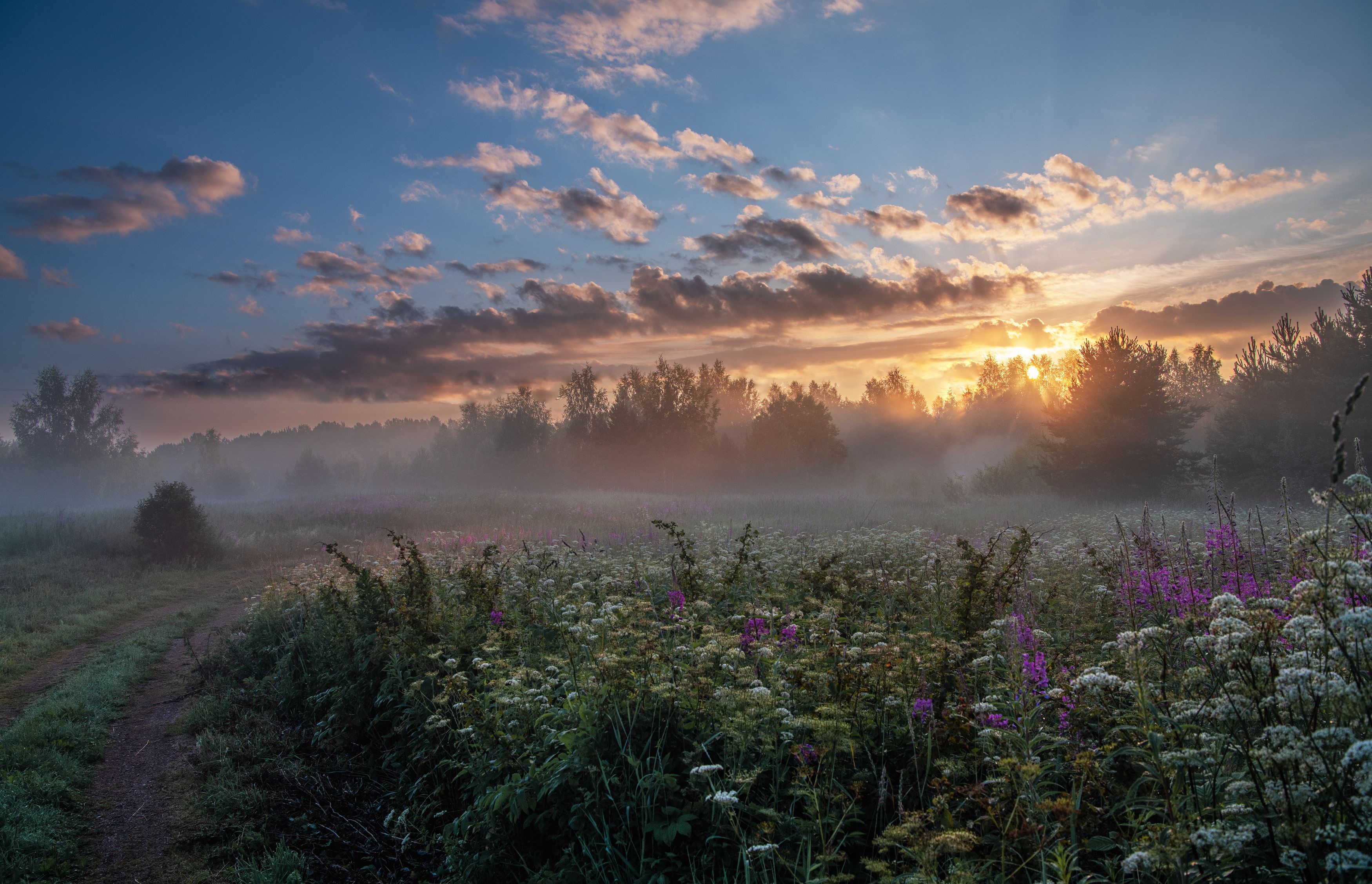 утро туман валдай поле травы цветы восход, Третьякова Анастасия
