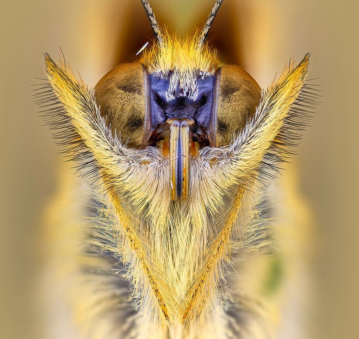 lepidoptera, nymphalidae,argynnis paphia, Eugenijus Kavaliauskas