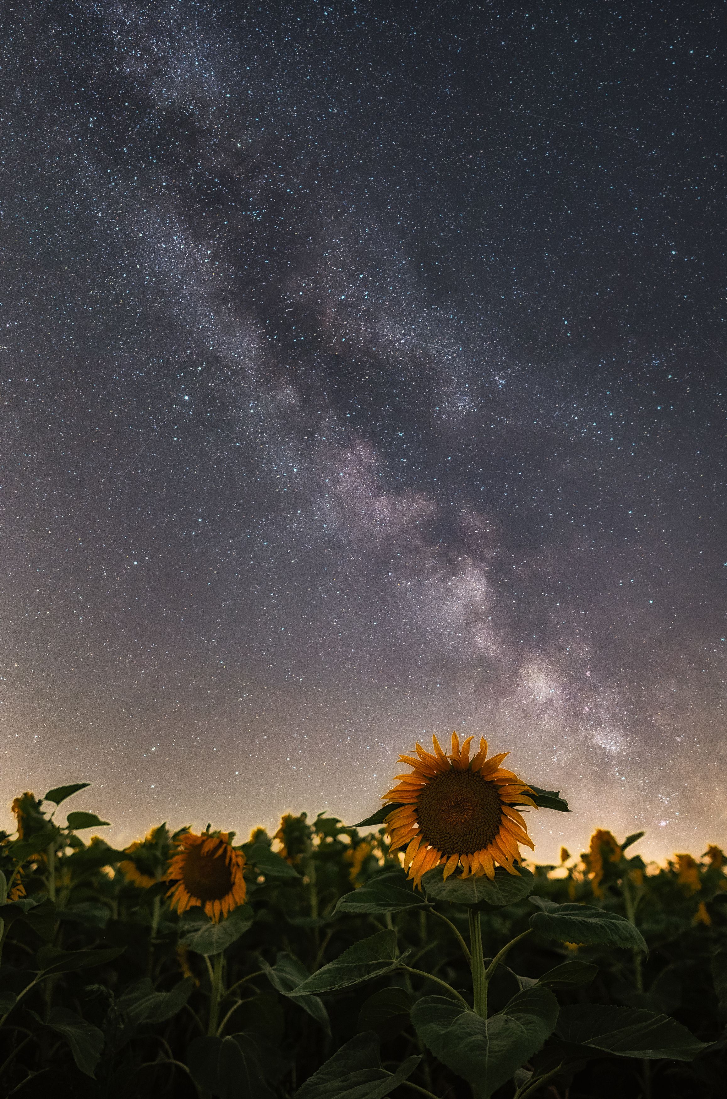 Night, Sunflowers, milky way, sky, universum, stars, nikon z6, Stanislav Judas