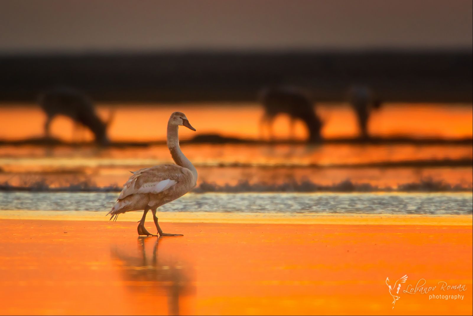 , Роман Лобанов