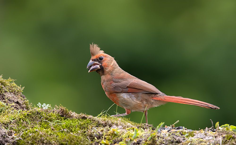 красный кардинал, northern cardinal, cardinal,кардинал, Etkind Elizabeth