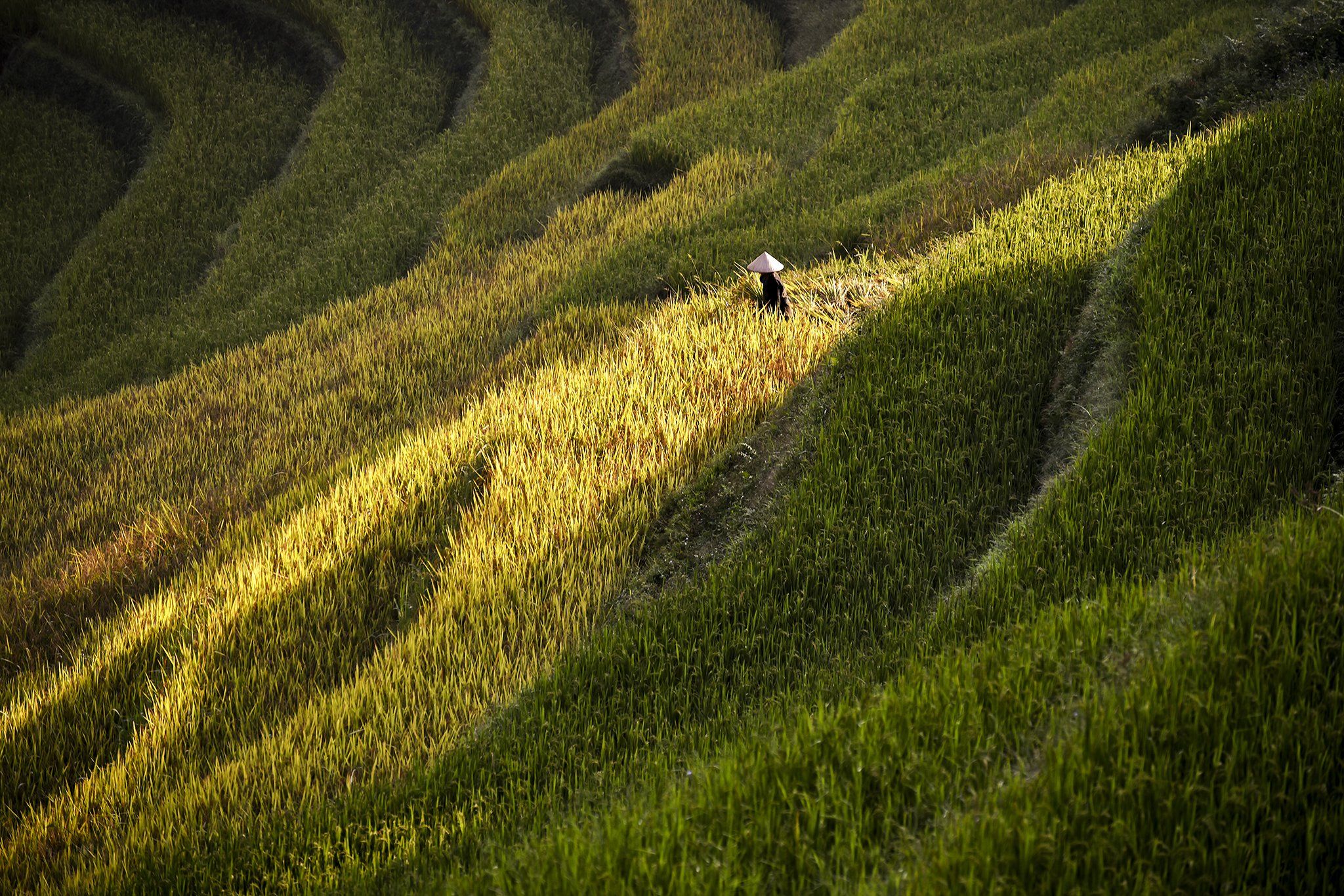 Asia, Asian, Farmer, Field, Green, Landscape, Photography, Rice, Terraces rice field, Yellow, Saravut Whanset