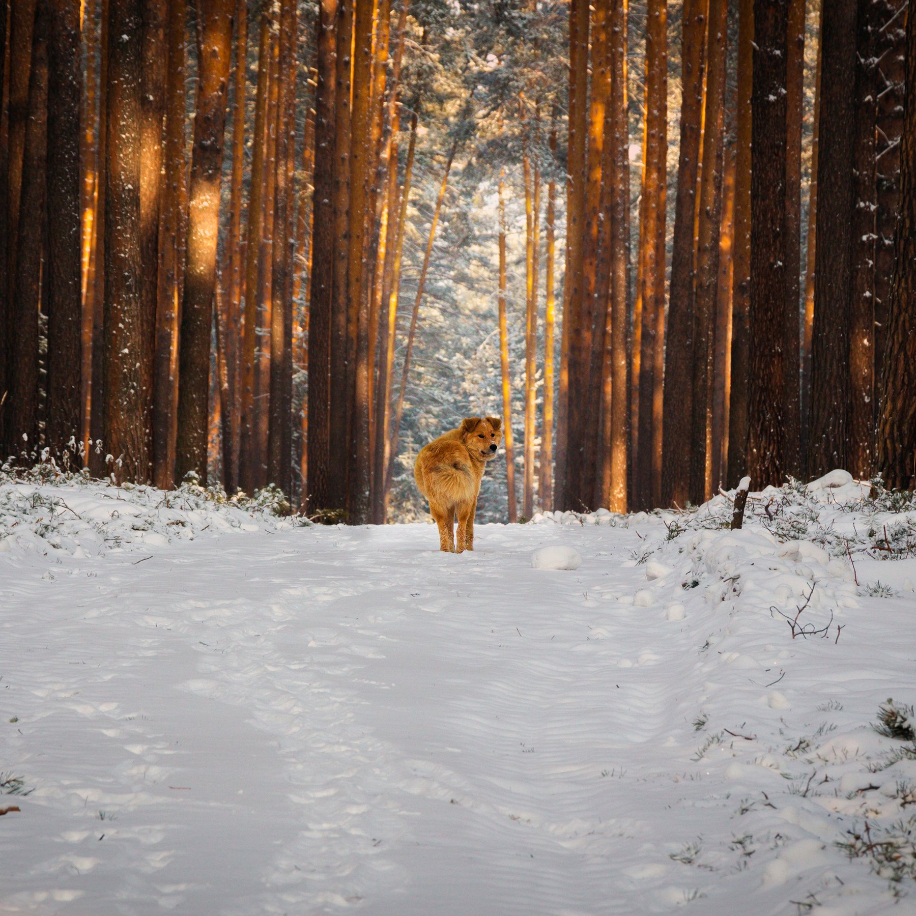 forest, ural, dog, snow, winter, russia, rus, ekb, Илья Гостюхин