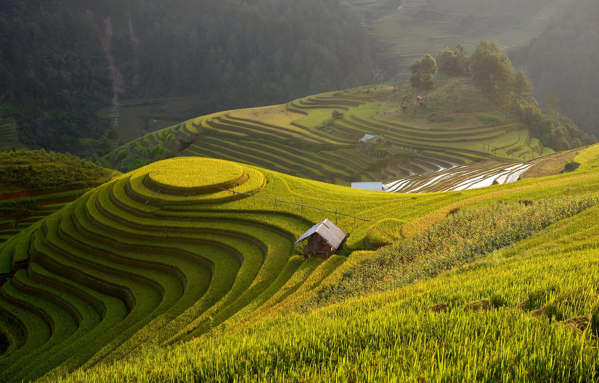 Nature, Vietnam, Agriculture, Beauty In Nature, Blue, Cloud - Sky, Color Image, Day, Green Color, Harvesting, Horizontal, Lush Foliage, No People, North Vietnam, Outdoors, Photography, Rice - Cereal Plant, Rice Paddy, Scenics, Seasoning, Terraced Field, T, sarawut intarob