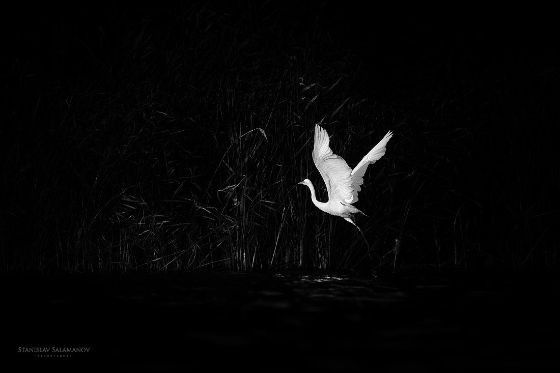 цапля, белая цапля, взлет, полет, птица, живая природа, Станислав Саламанов