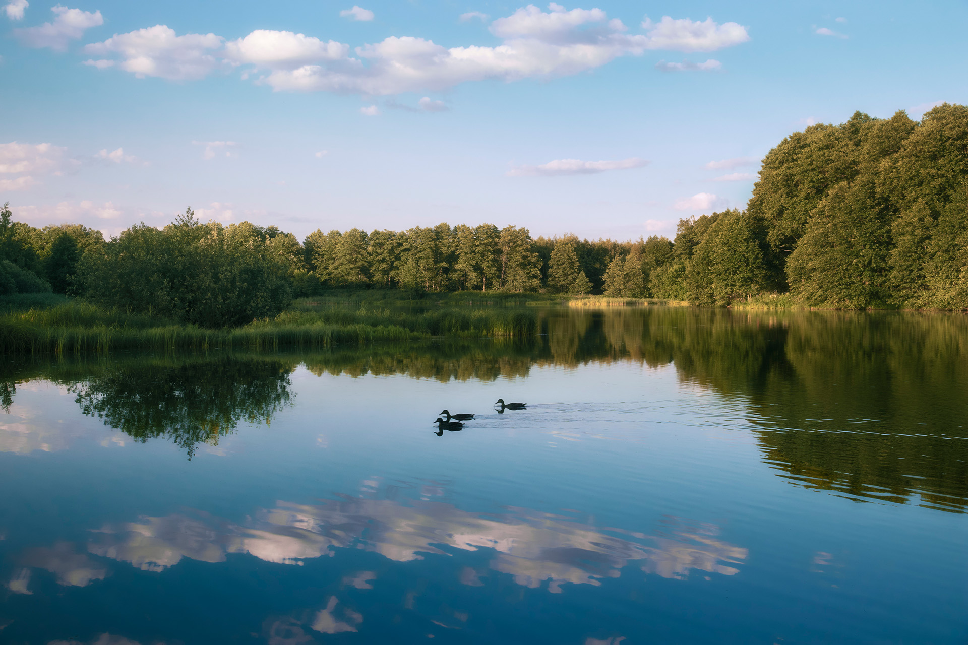 деревья, озеро, утки, лето, Валерий Вождаев