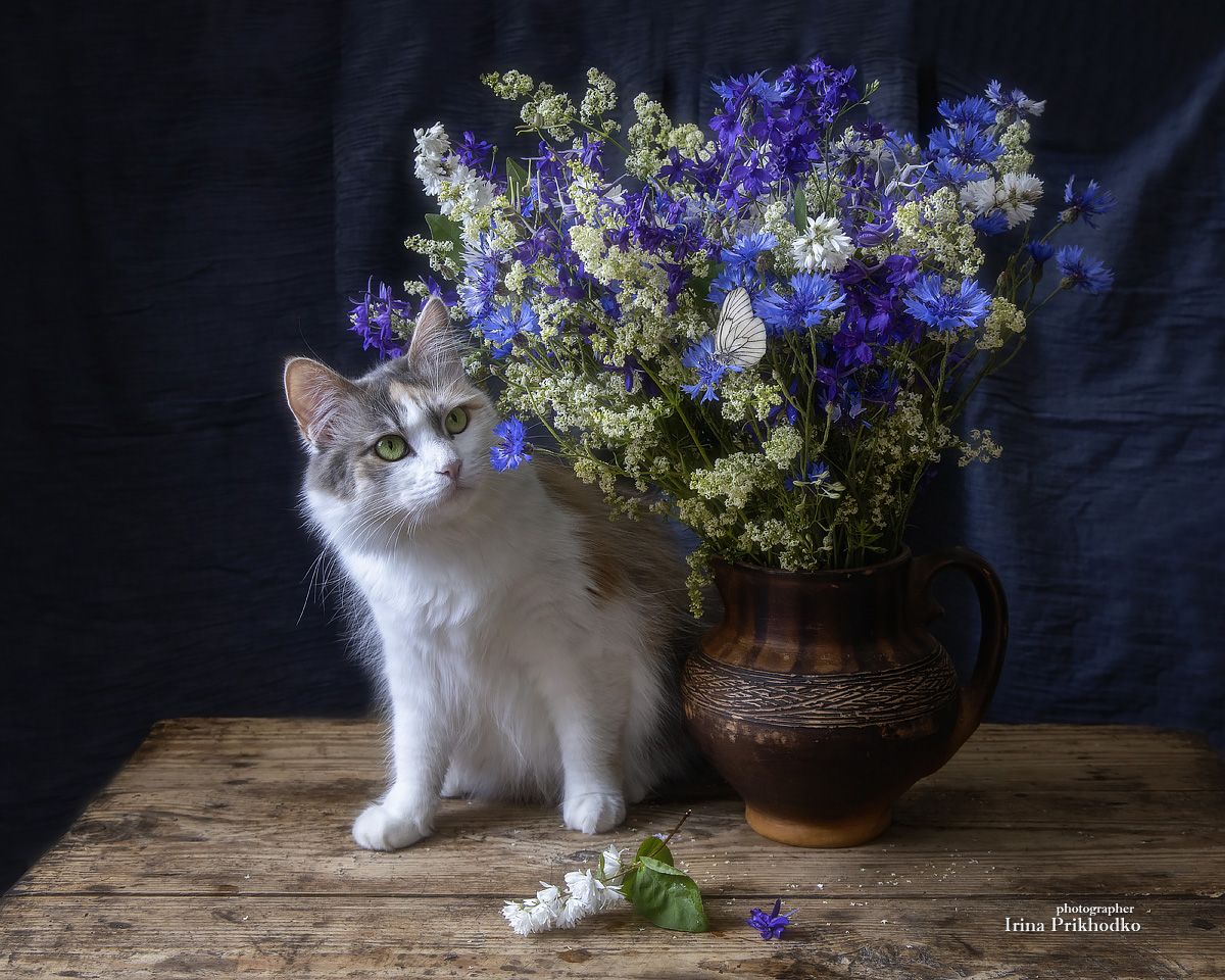 натюрморт, постановочное фото, домашние питомцы, кошка, букет, полевые цветы, Приходько Ирина