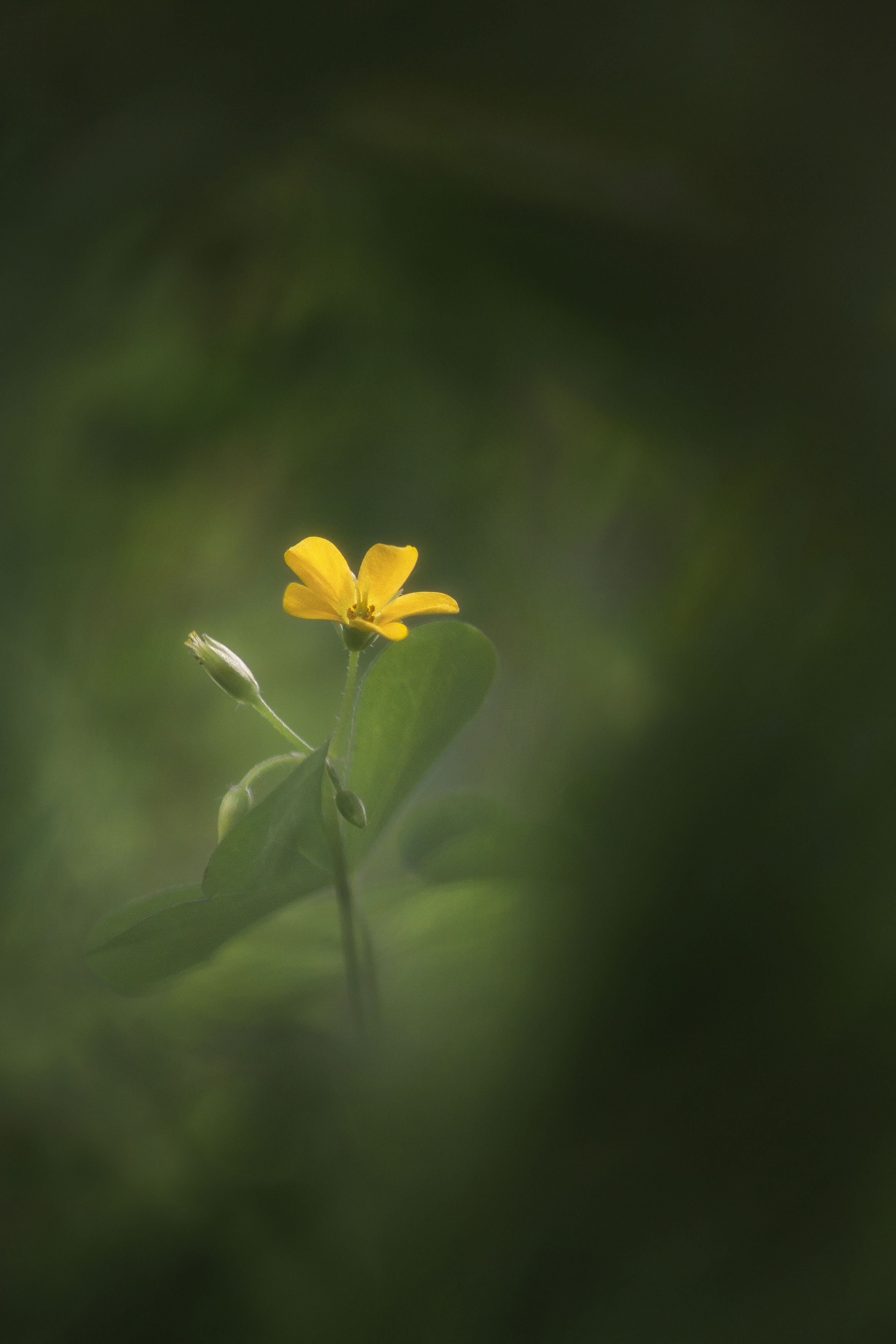 цветок жёлтый цвет лето зелень трава фотография фон боке природа флора, Еремеев Дмитрий