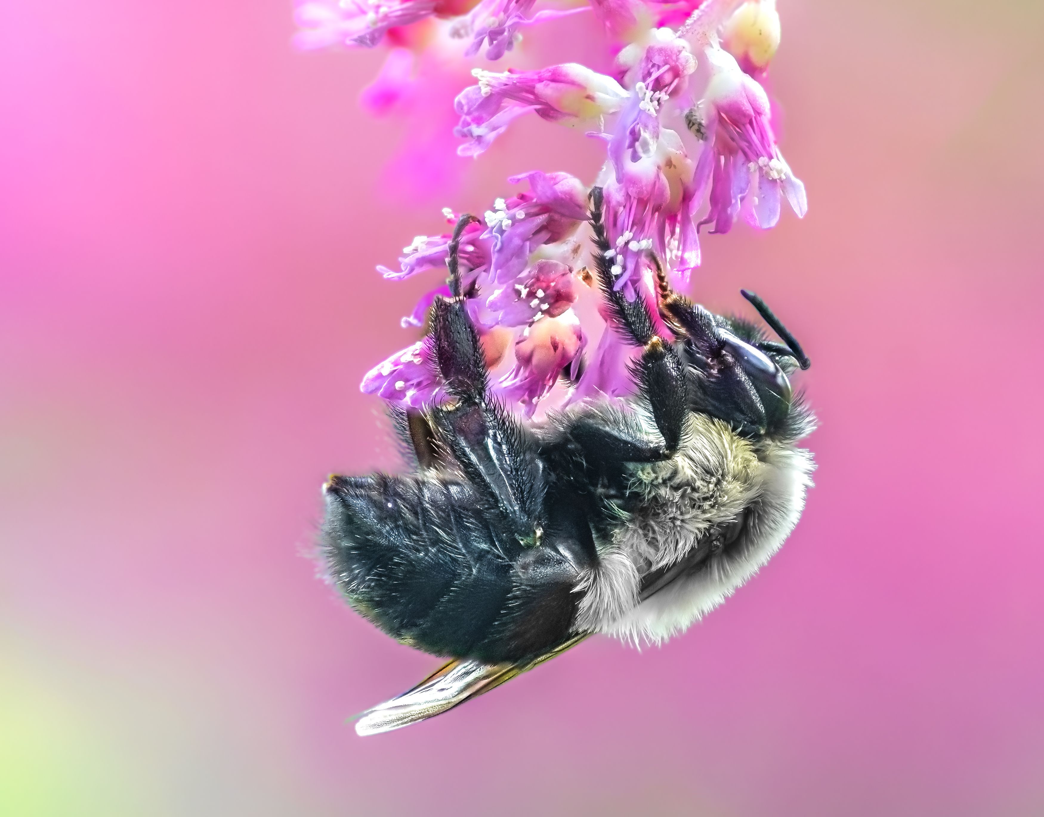 bee, bumblebee, insect, macro, bug, bugs, insects, closeup, Atul Saluja