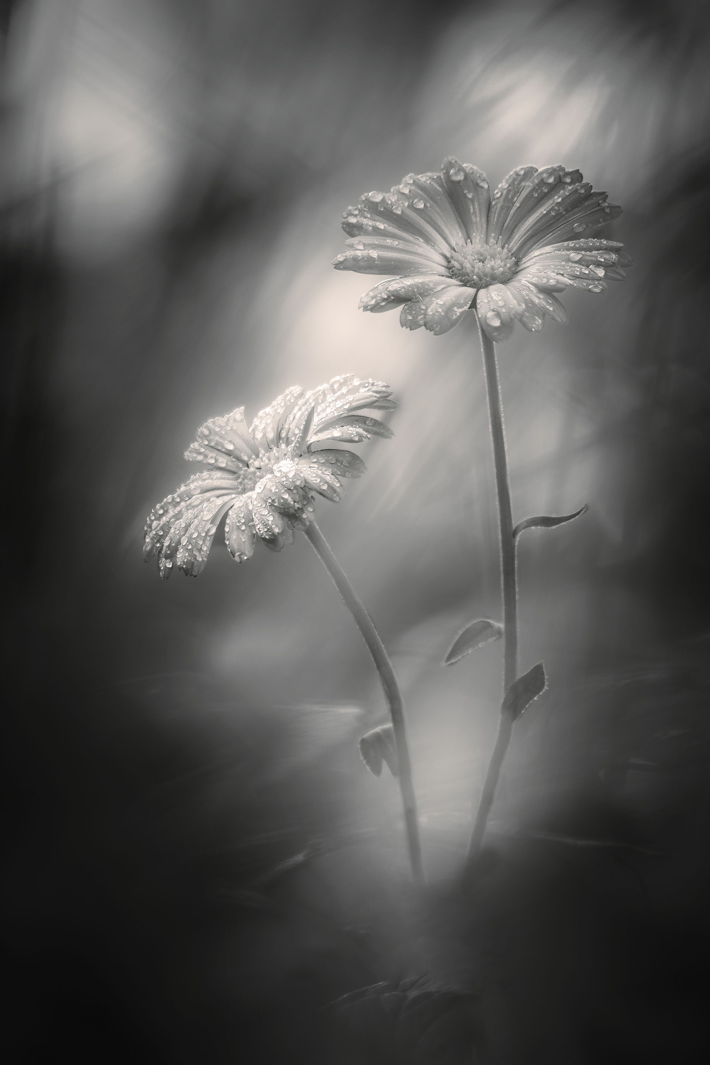цветы календула свет тень фон боке природа флора капли дождь фотография арт, Еремеев Дмитрий