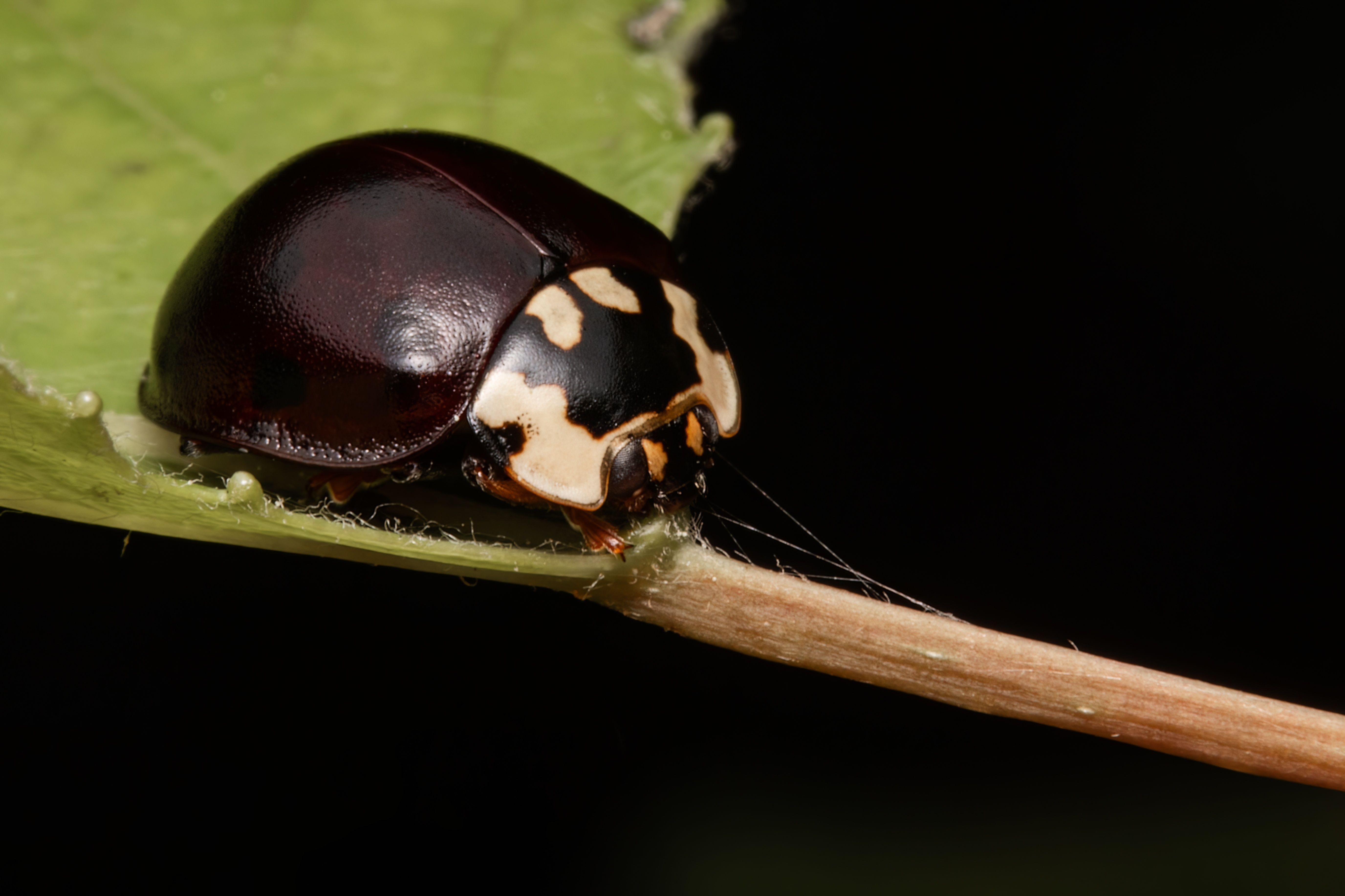 coleoptera, insect, insectlovers, insectmacro, insectphoto, nature, macrophoto, macrolovers,, Stephane