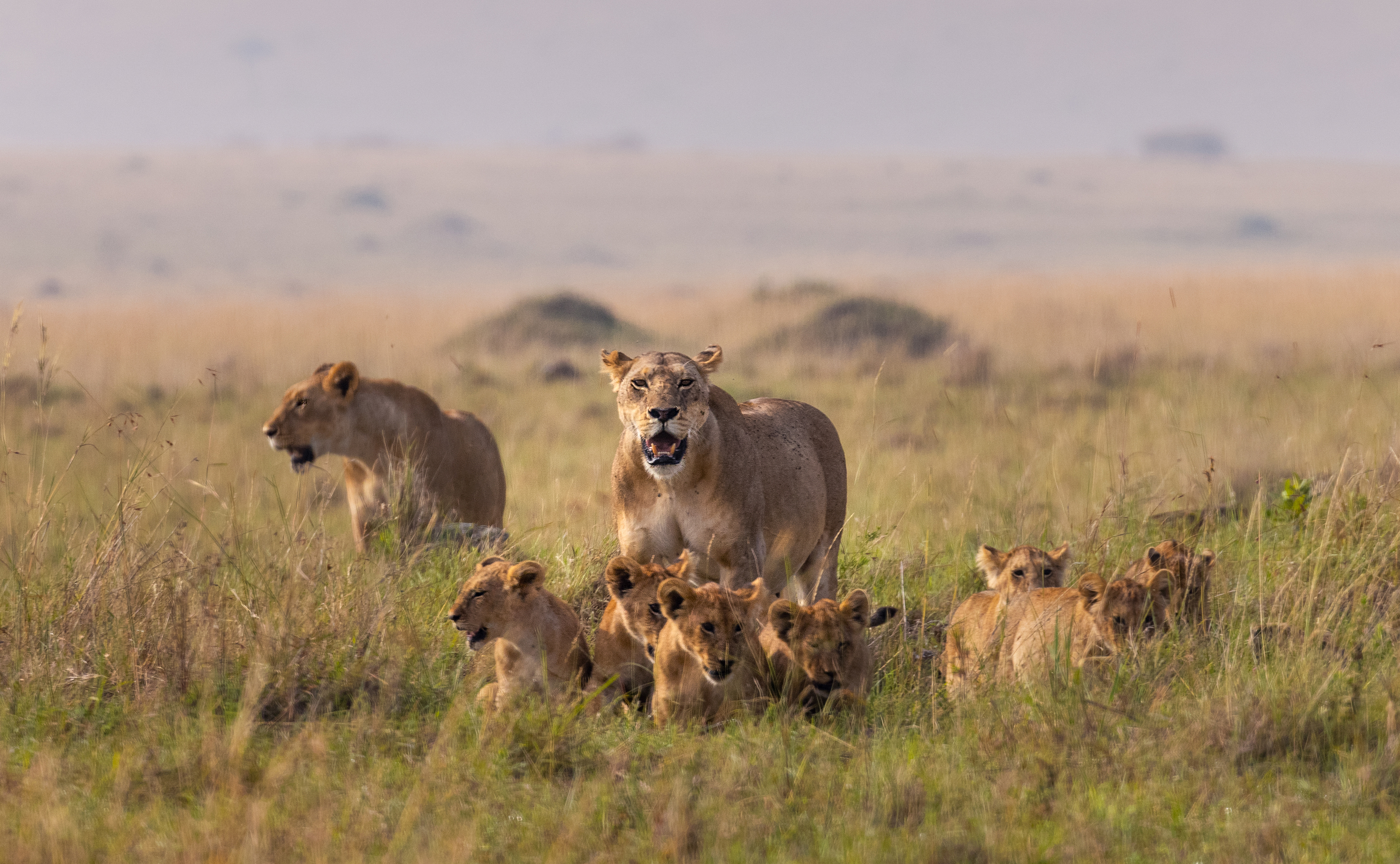 lion, lions, lioness. lionesses, cub, cubs, pride, safari, africa, kenya, masai mara, savanna, Bevzenko Roman