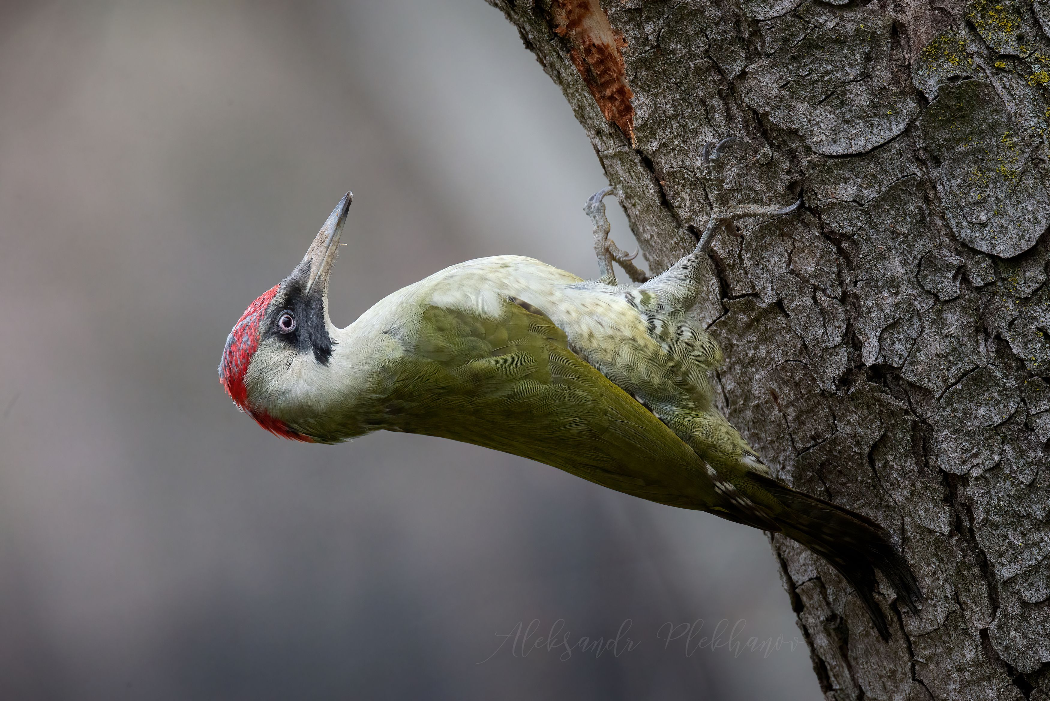 ,eurasian green woodpecker,, Плеханов Александр