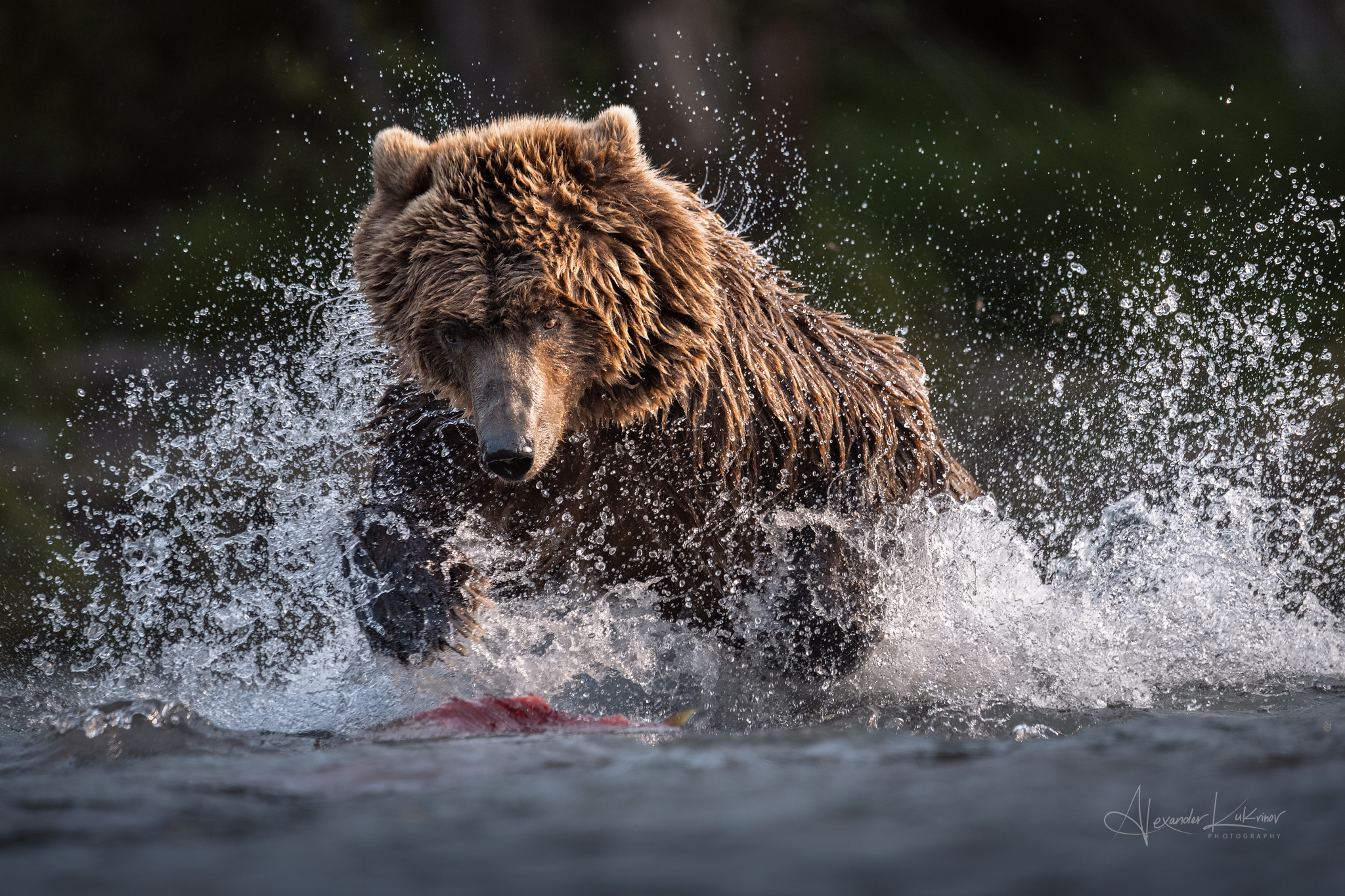 медведи,камчатка,медведь,медвежата, Александр Кукринов