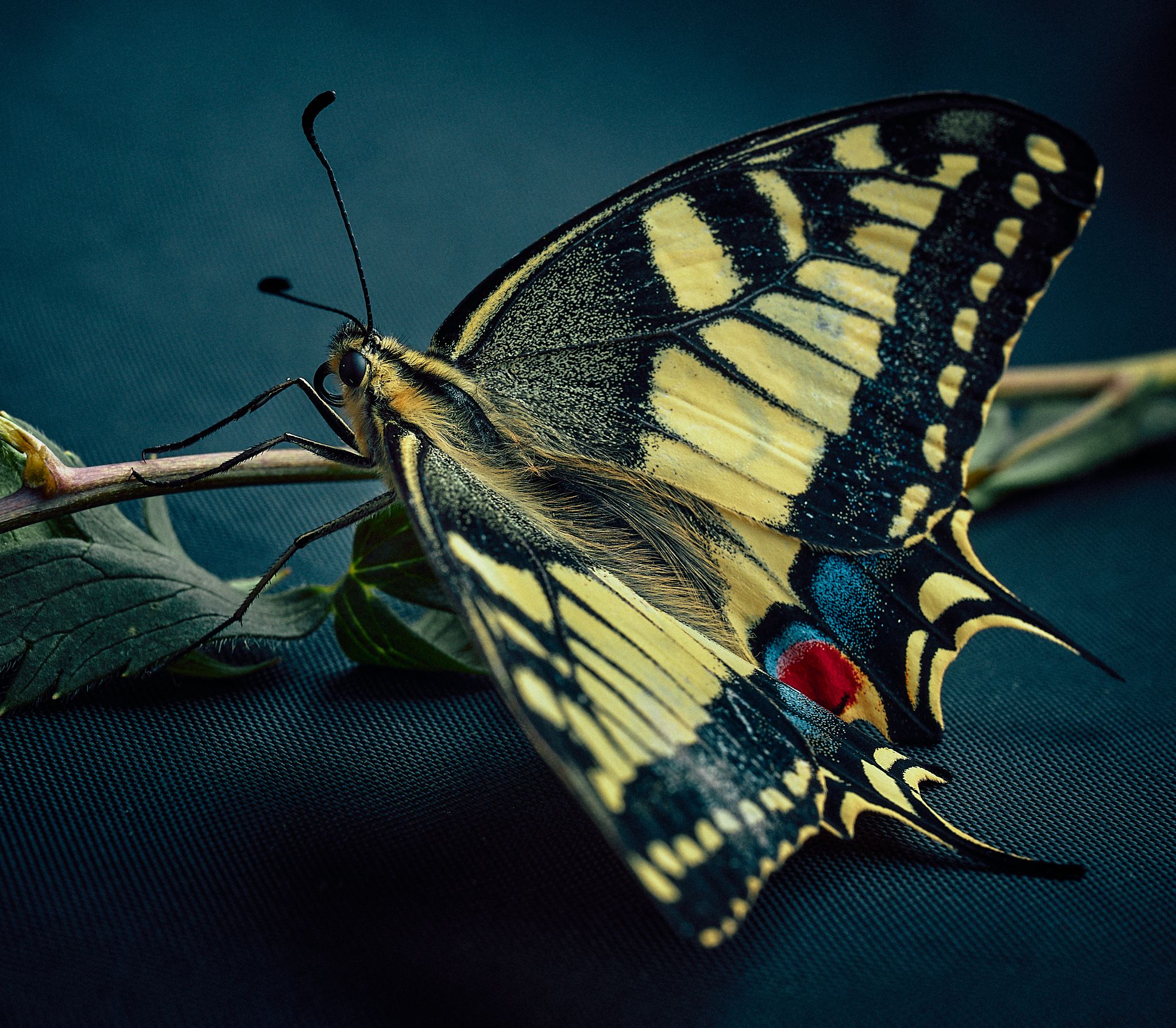 бабочка Махаон макро  макромир, Mikhail Khmelevskiy