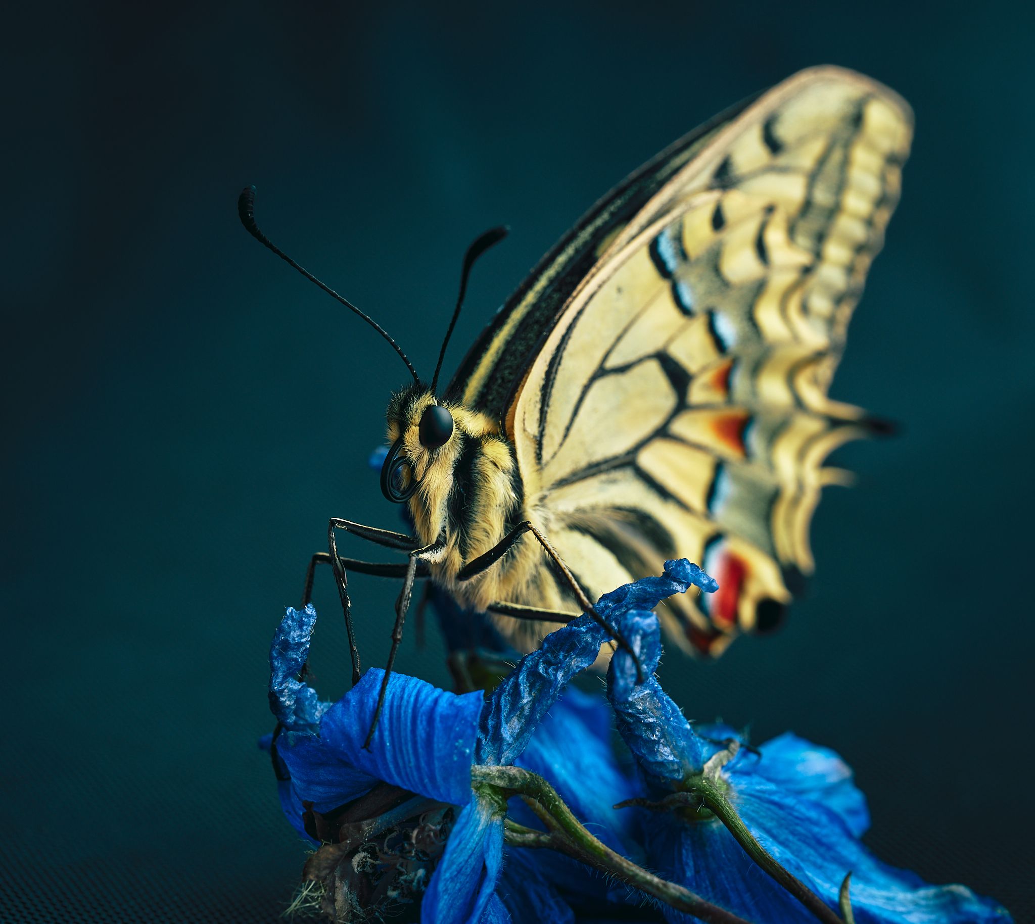 бабочка Махаон макро макромир, Mikhail Khmelevskiy